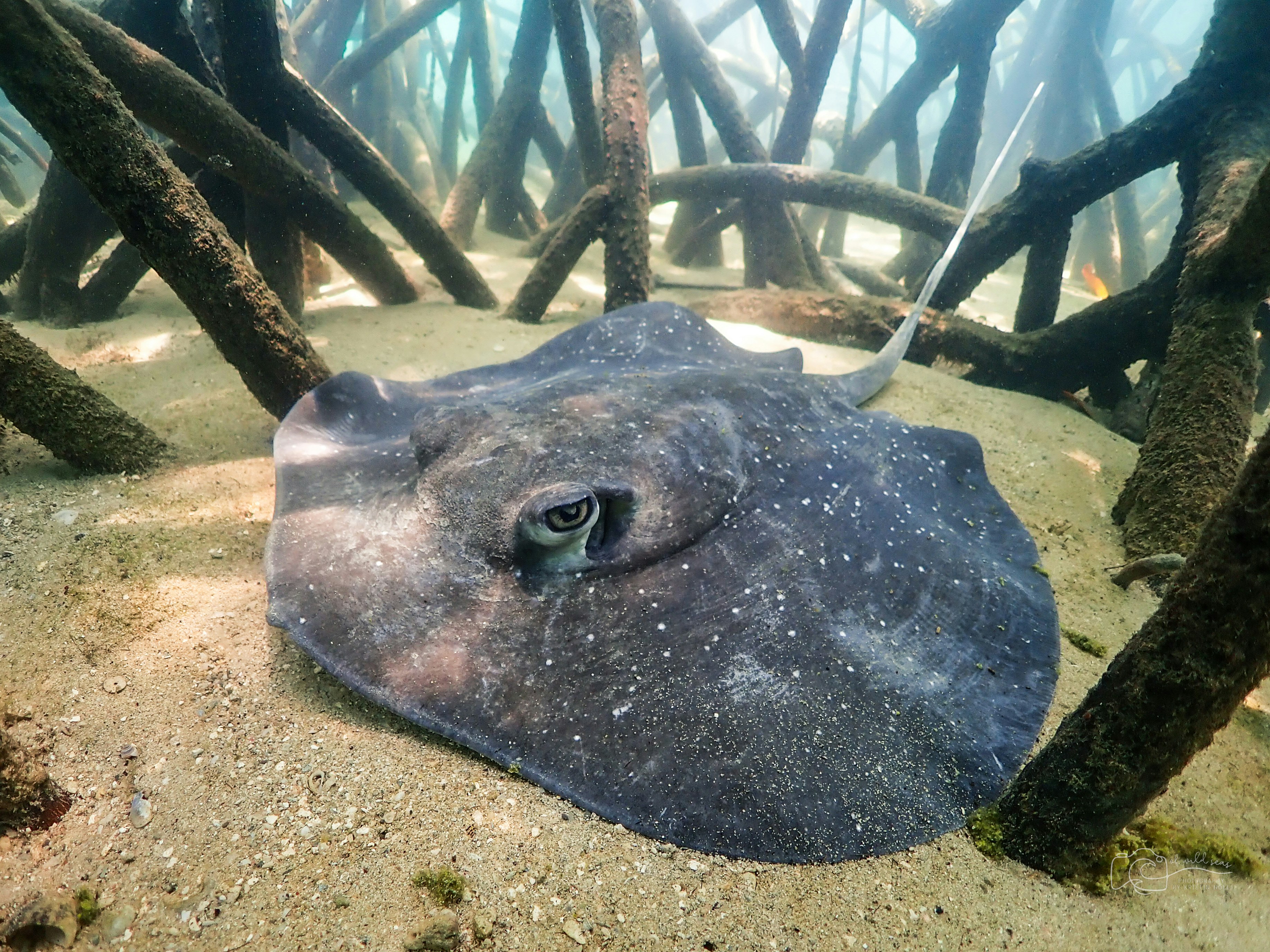a close up of a stingfish on a sandy ground