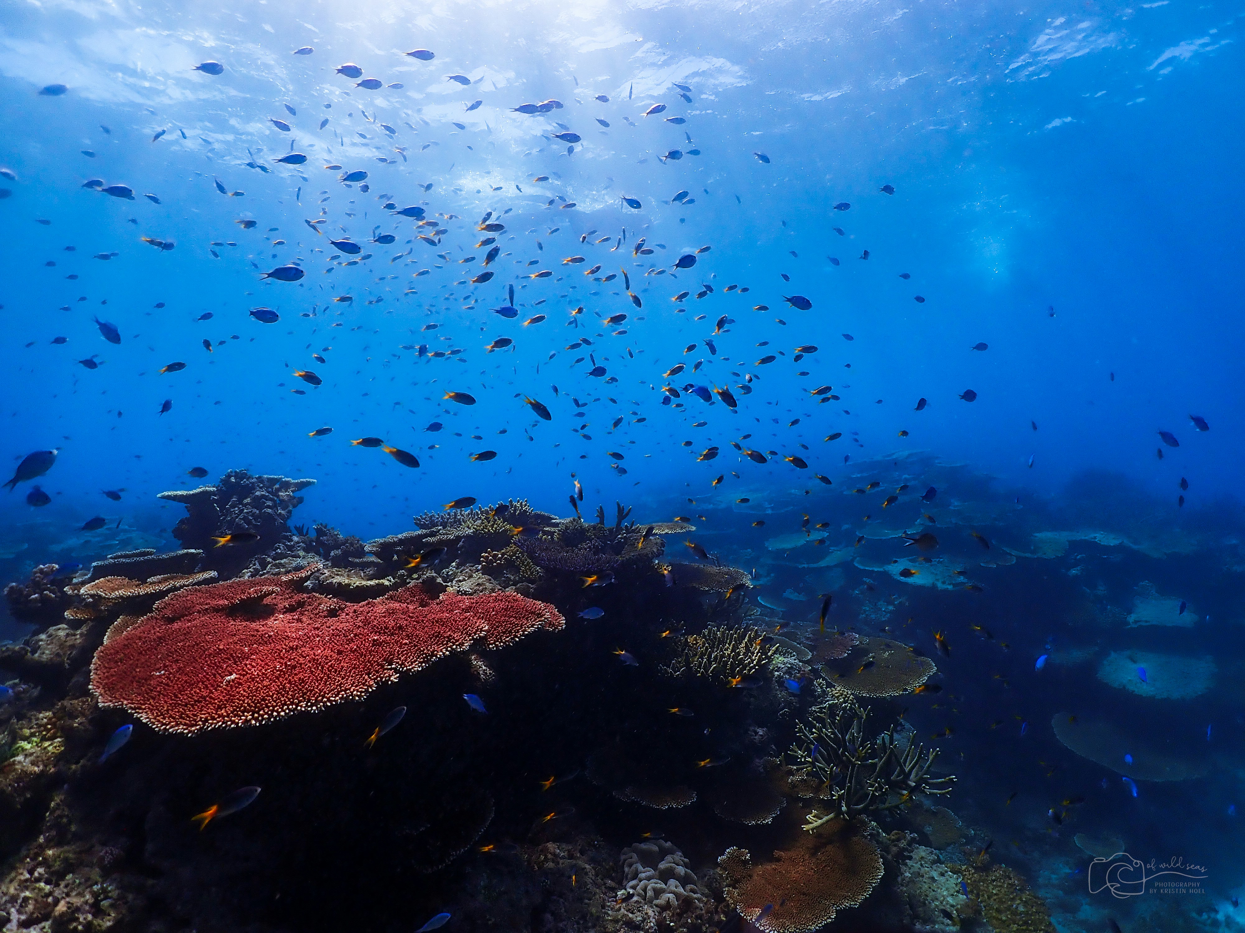 Great Barrier Reef, Places to visit as part of your Australia tour packages