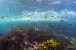 a group of fish swimming over a coral reef