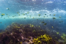 a group of fish swimming over a coral reef