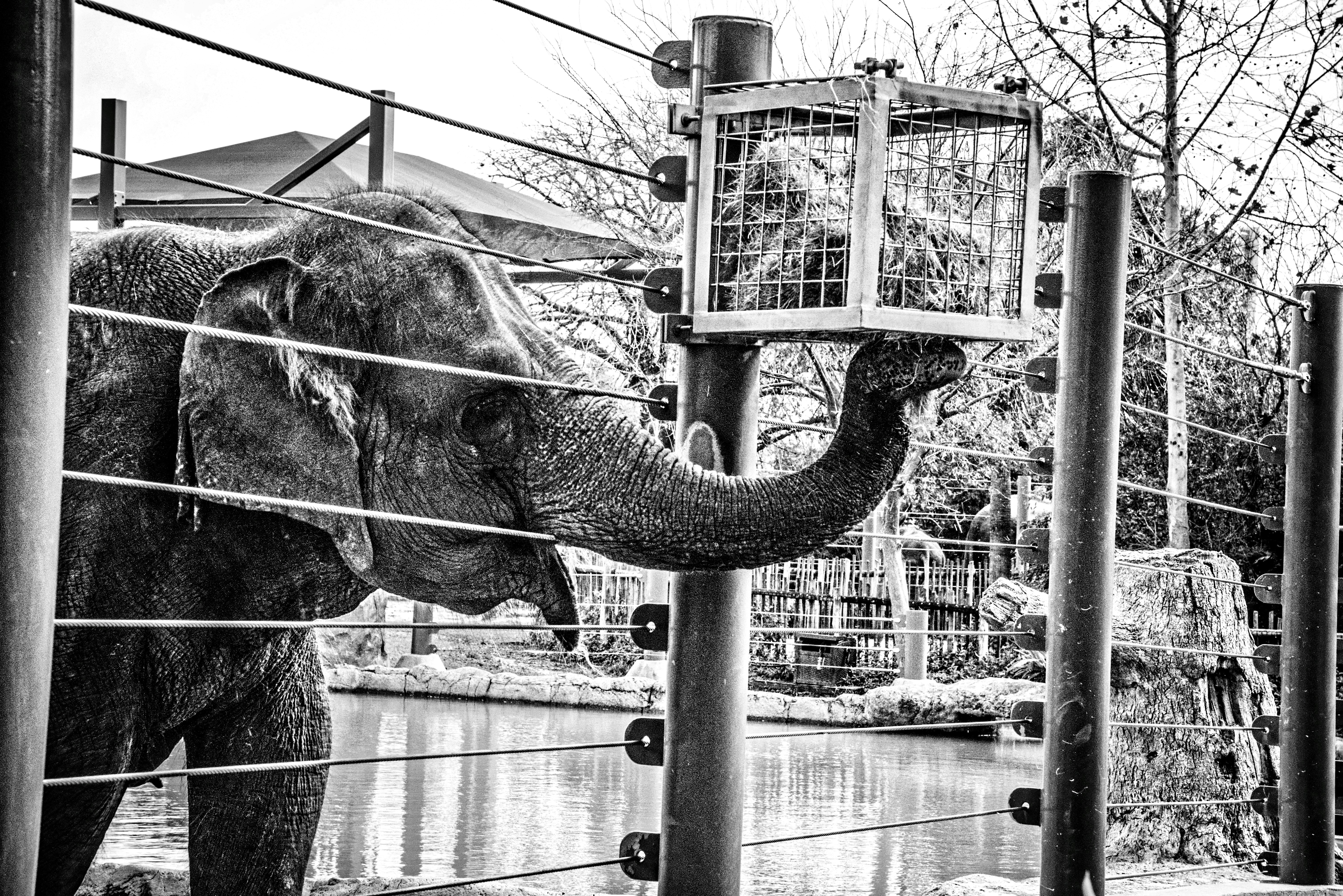a black and white photo of an elephant in a cage