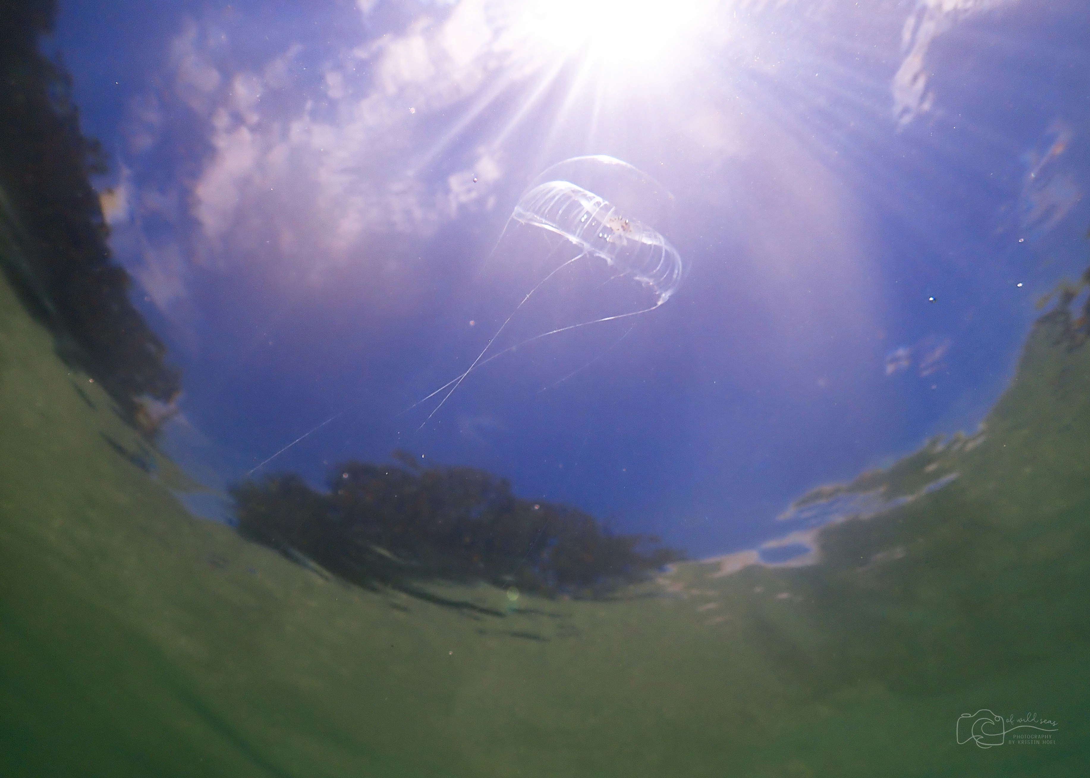 a kite is flying in the sky above the water