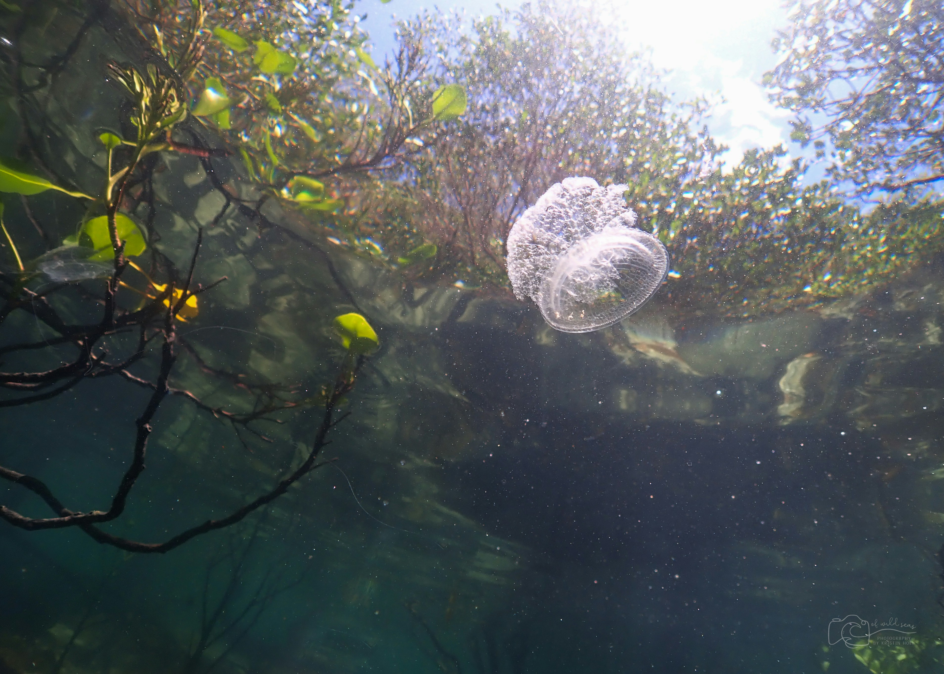 a jellyfish floats in the water near a tree branch, A jelly amongst the mangroves