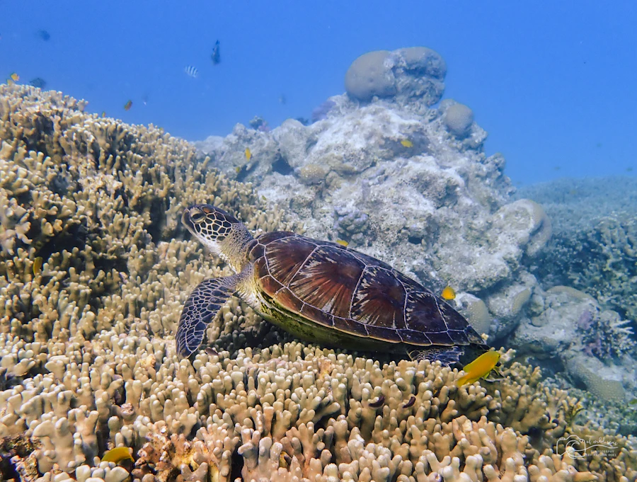 Sea turtle over coral reef