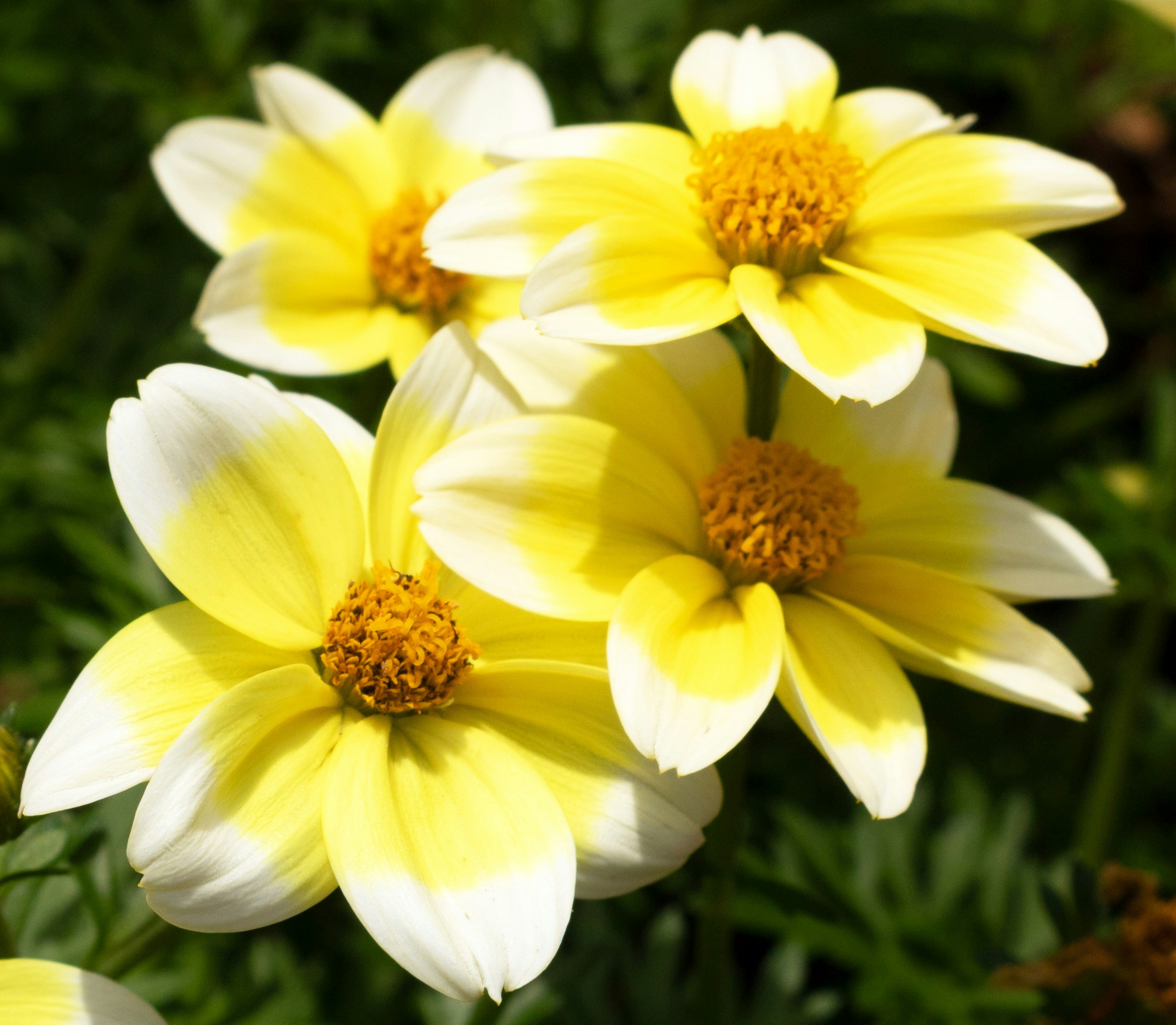 Un groupe de fleurs jaunes et blanches dans un jardin