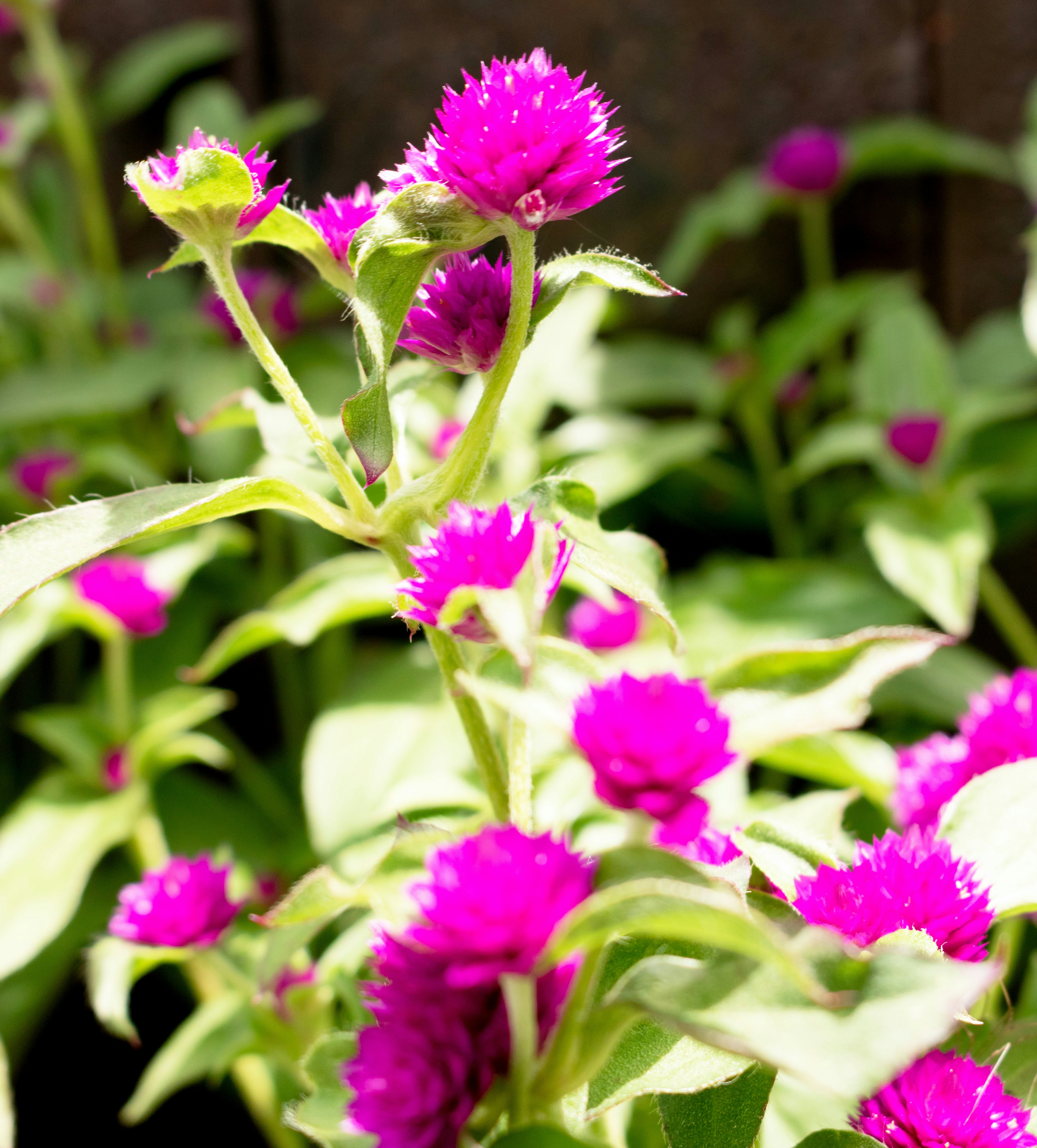 un gros plan d’un bouquet de fleurs violettes