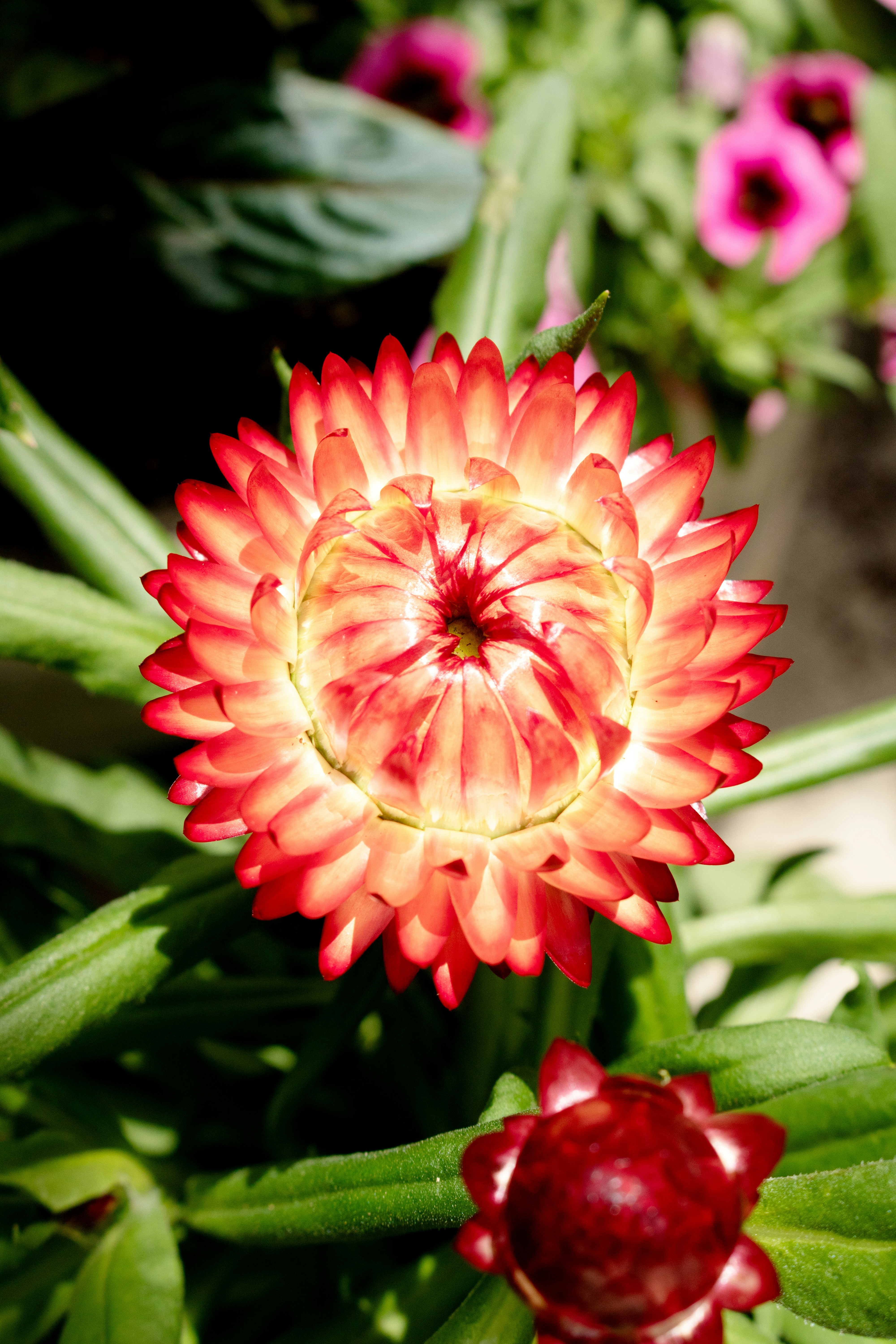 un gros plan d’une fleur dans un jardin