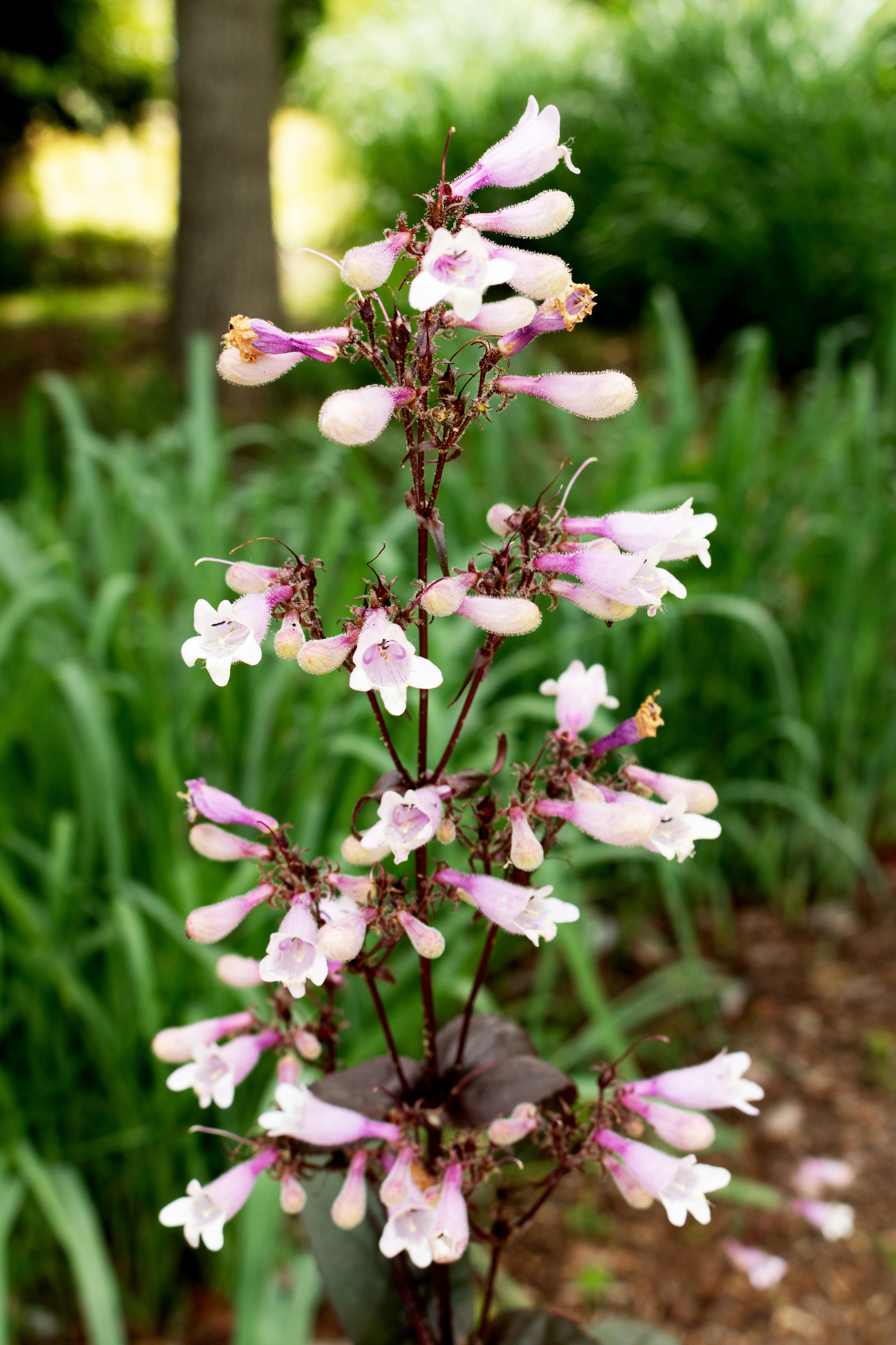 un gros plan d’une fleur dans un champ
