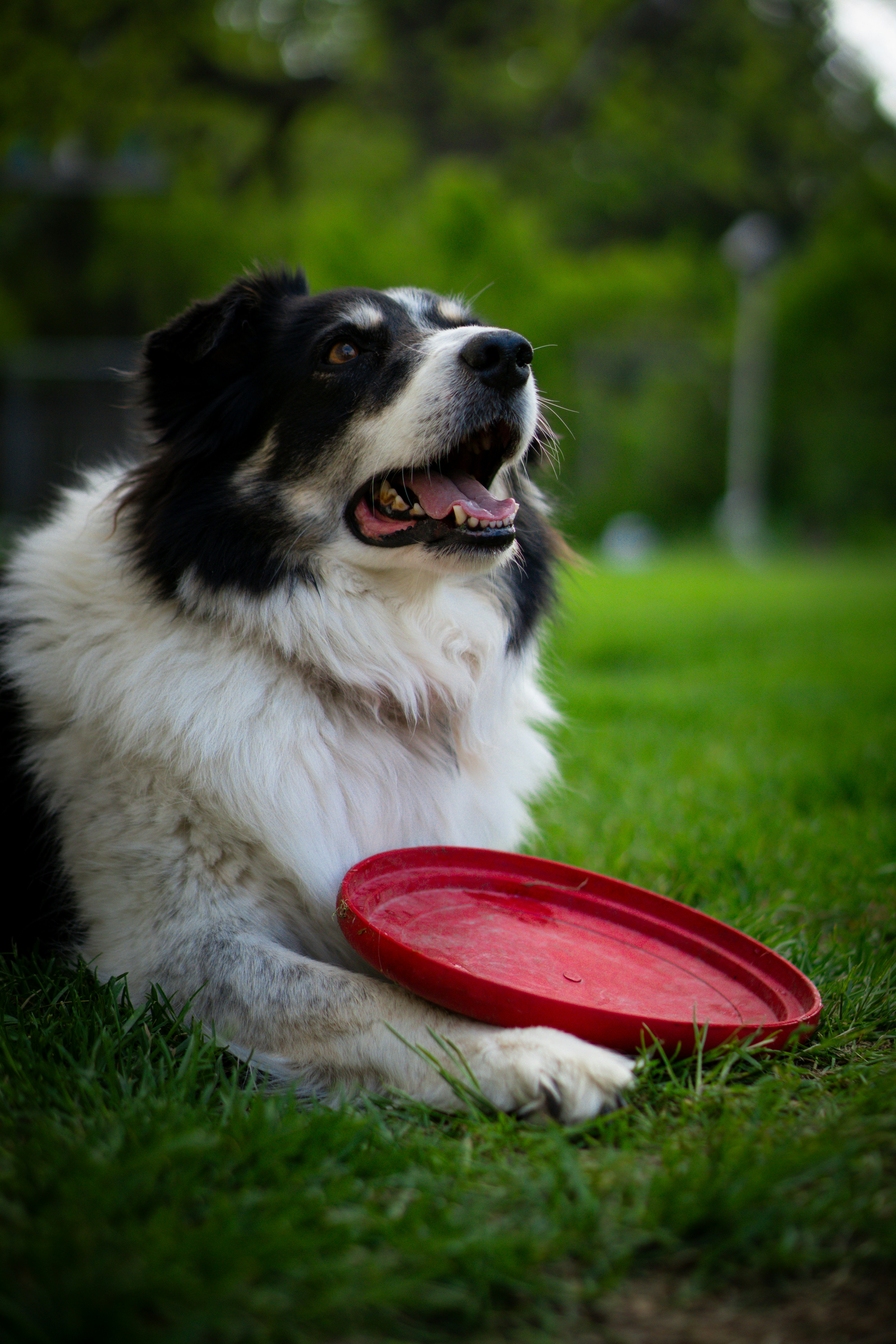 a dog laying in the grass with a frisbee