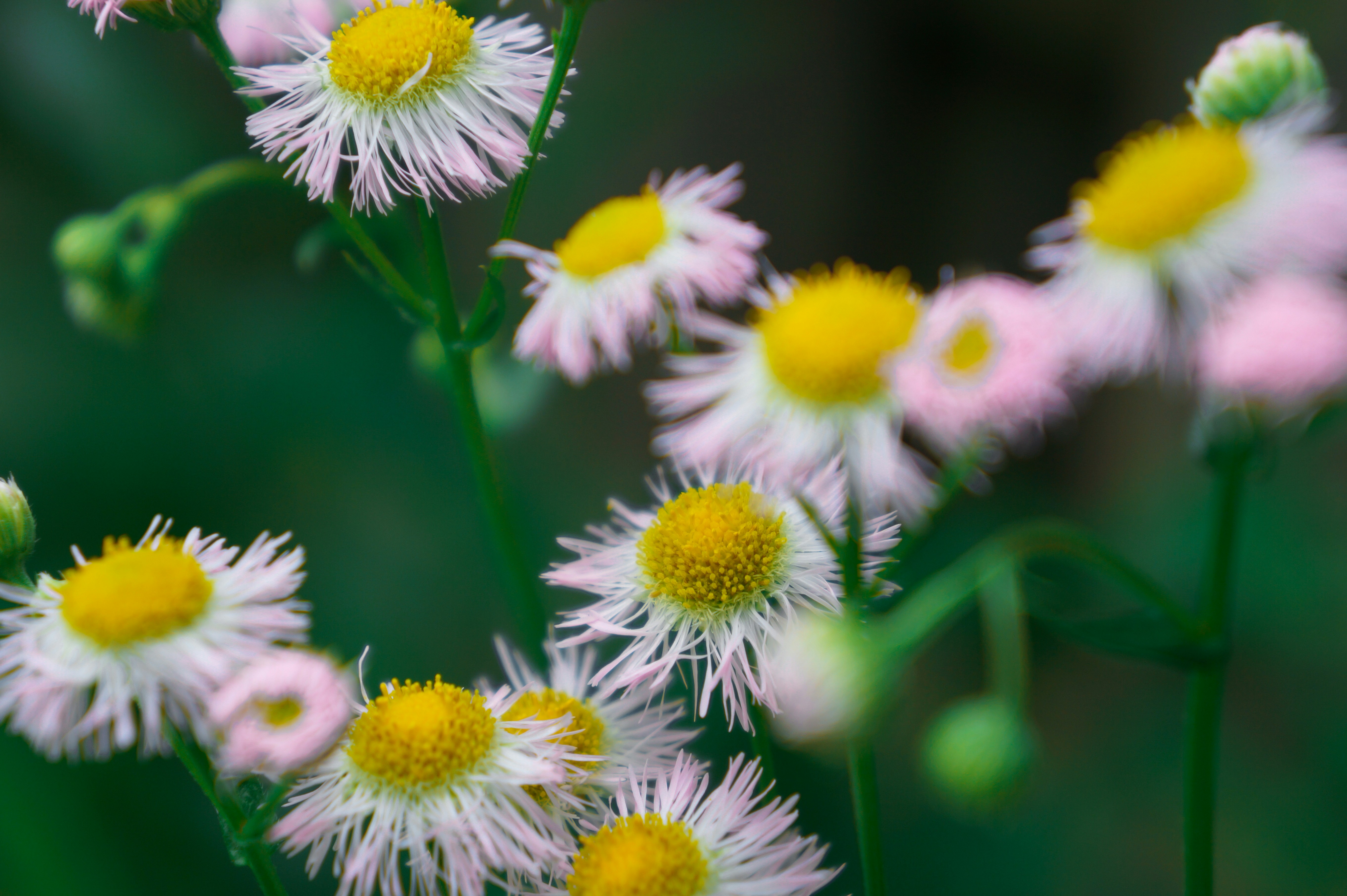 Photo by eirenethoms