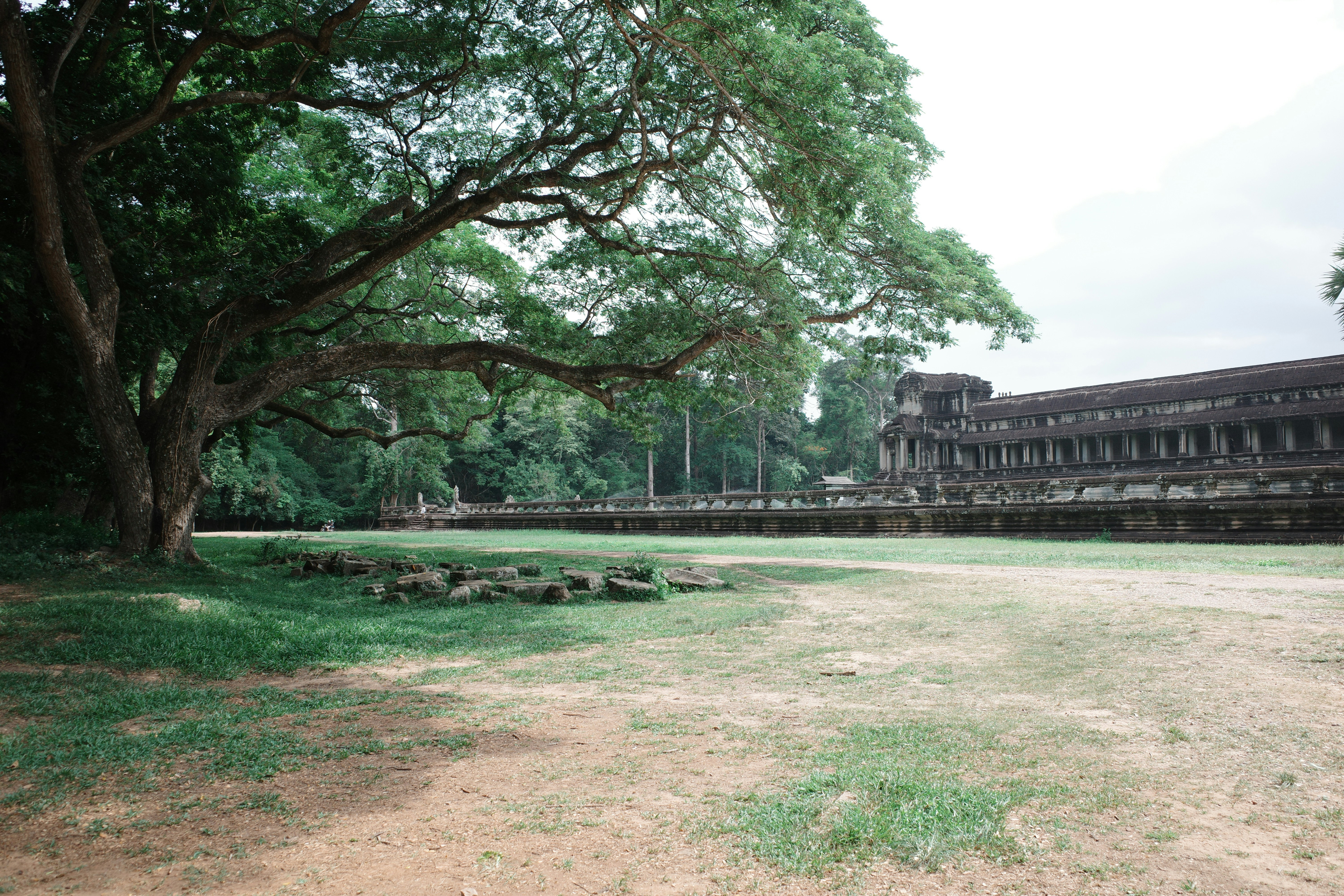 a large tree sitting in the middle of a lush green field