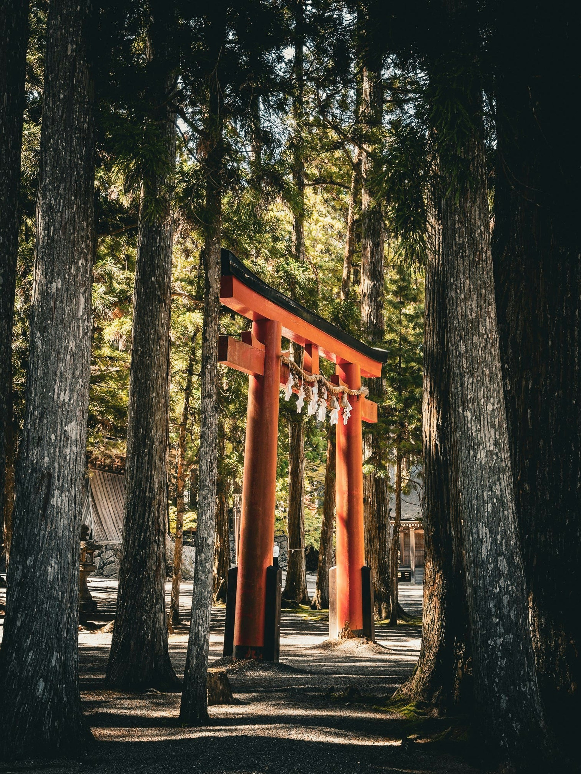 an orange tori tori tori tori tori tori tori tori tori tori tori tori tori tori