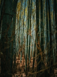 a forest filled with lots of tall trees