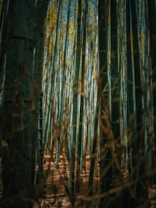 a forest filled with lots of tall trees