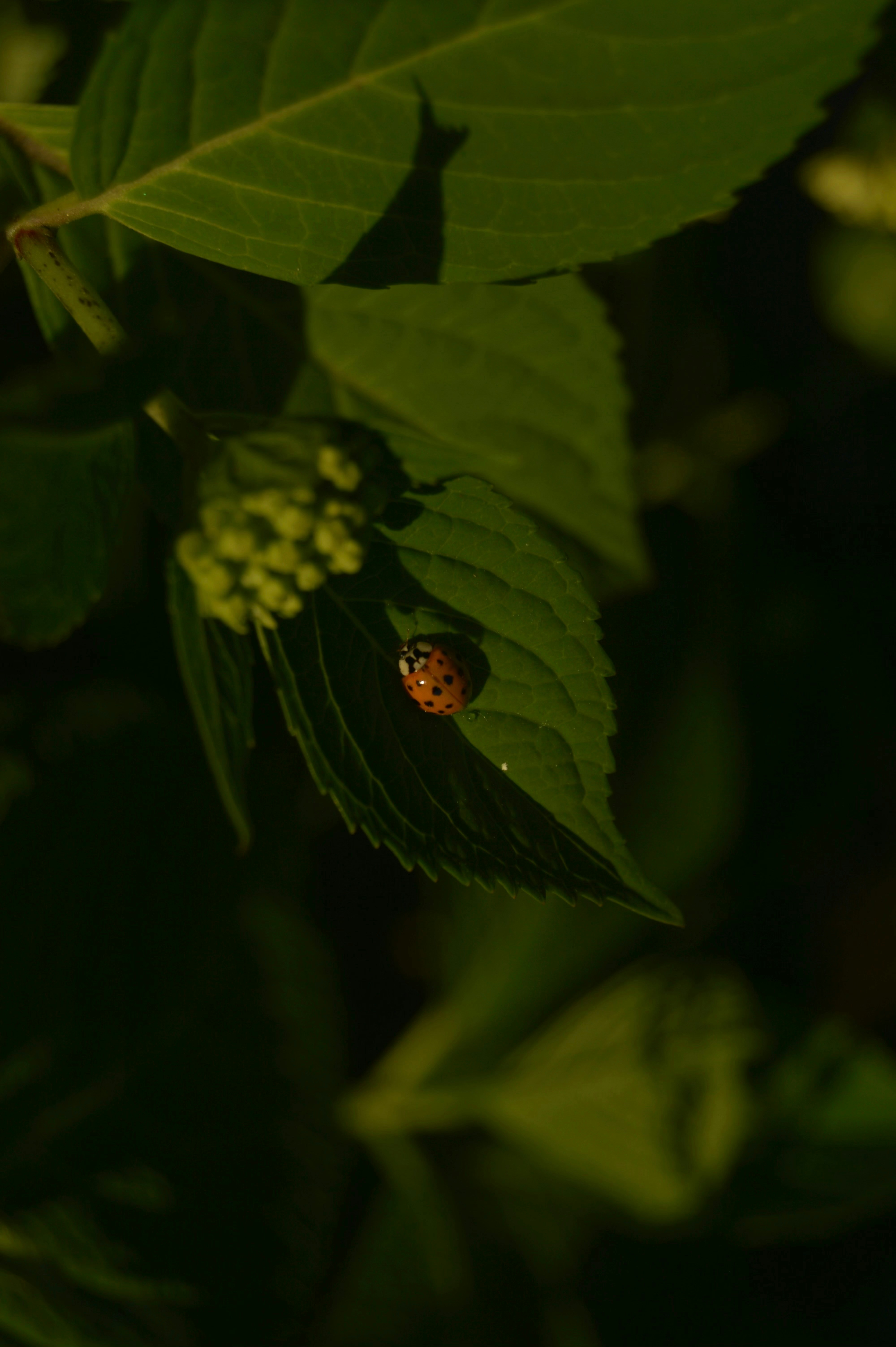 A lady bug sitting on top of a green leaf photo – Free Green Image on ...