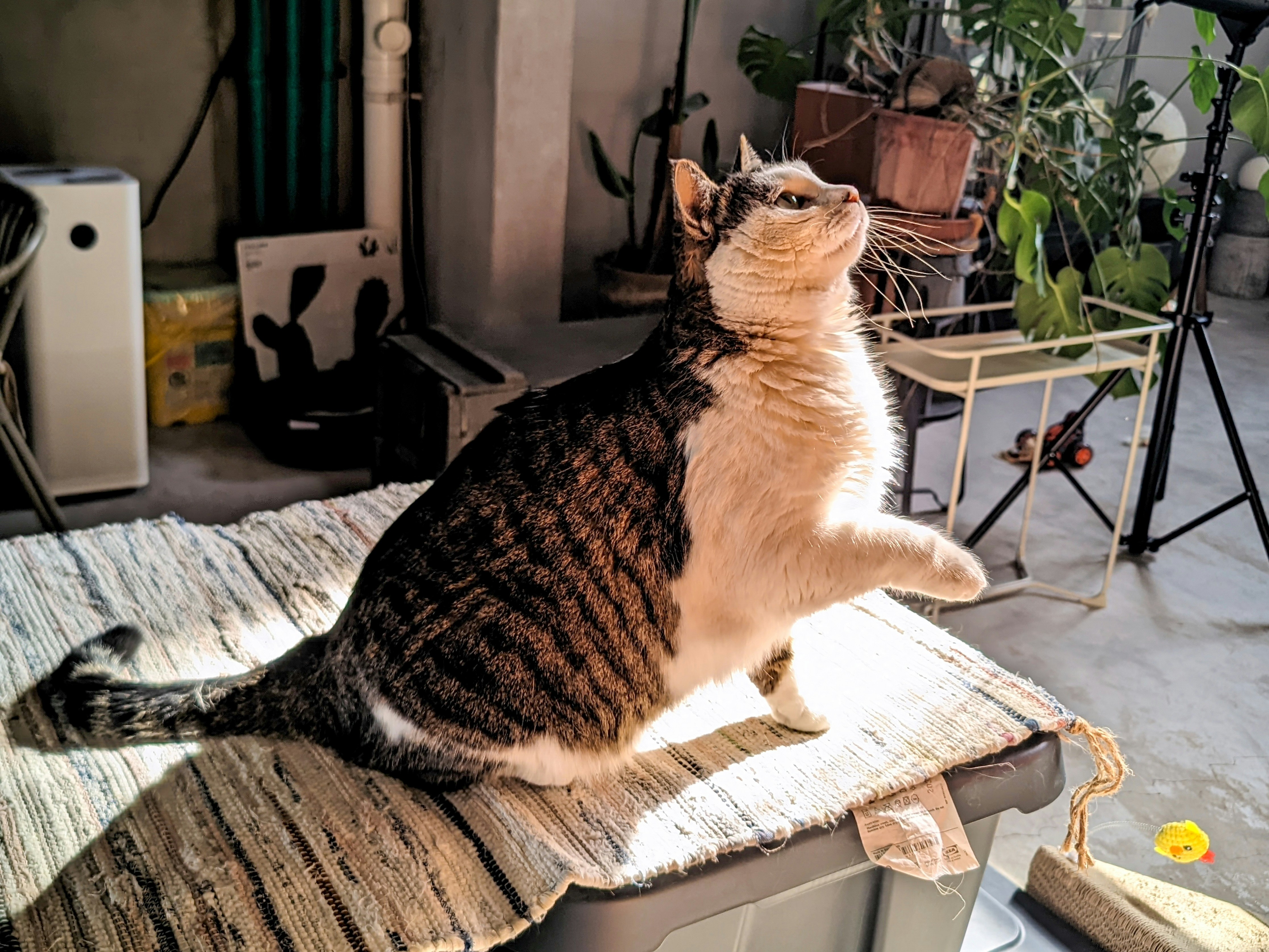 a cat sitting on top of a tv on a table