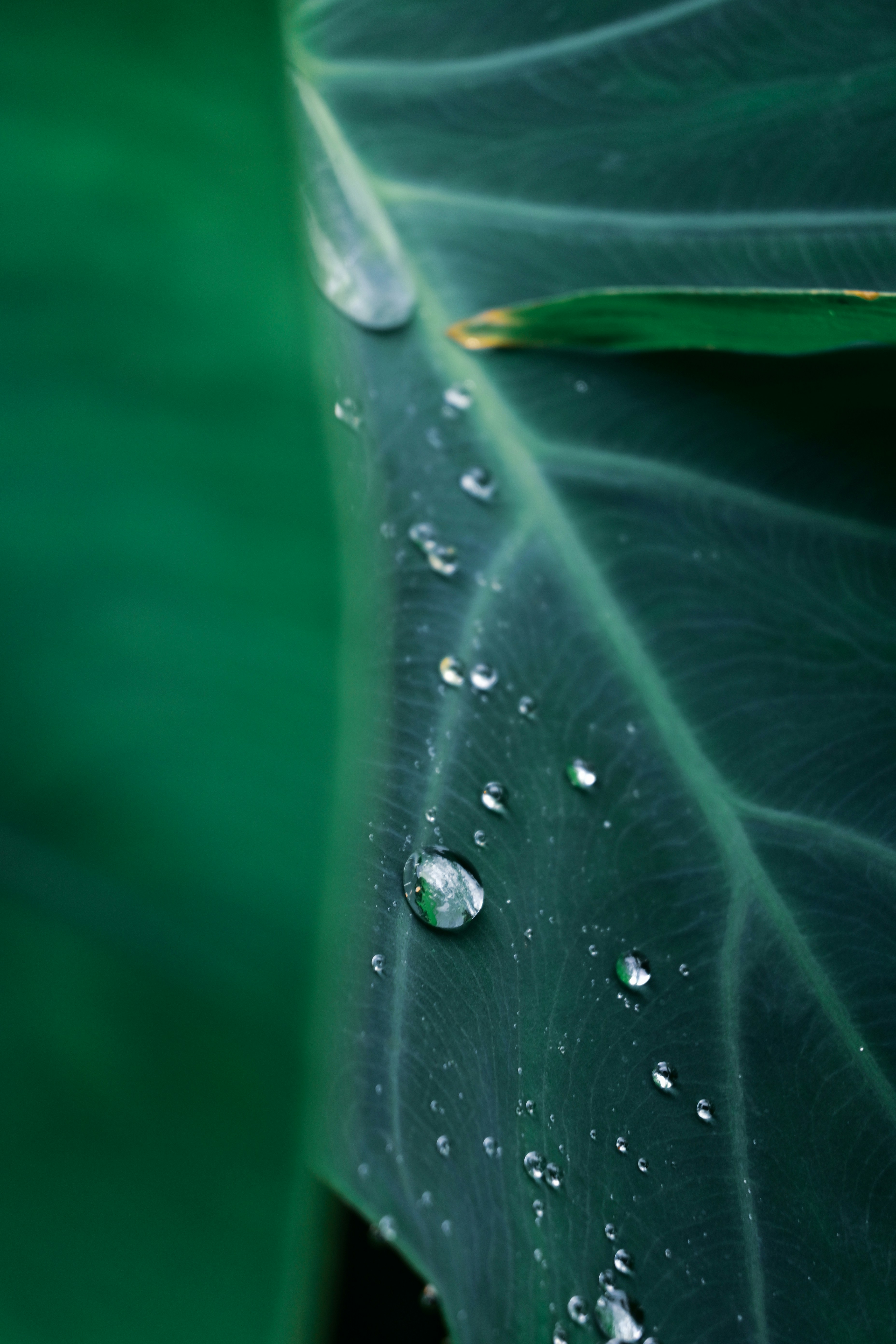 a green leaf with drops of water on it