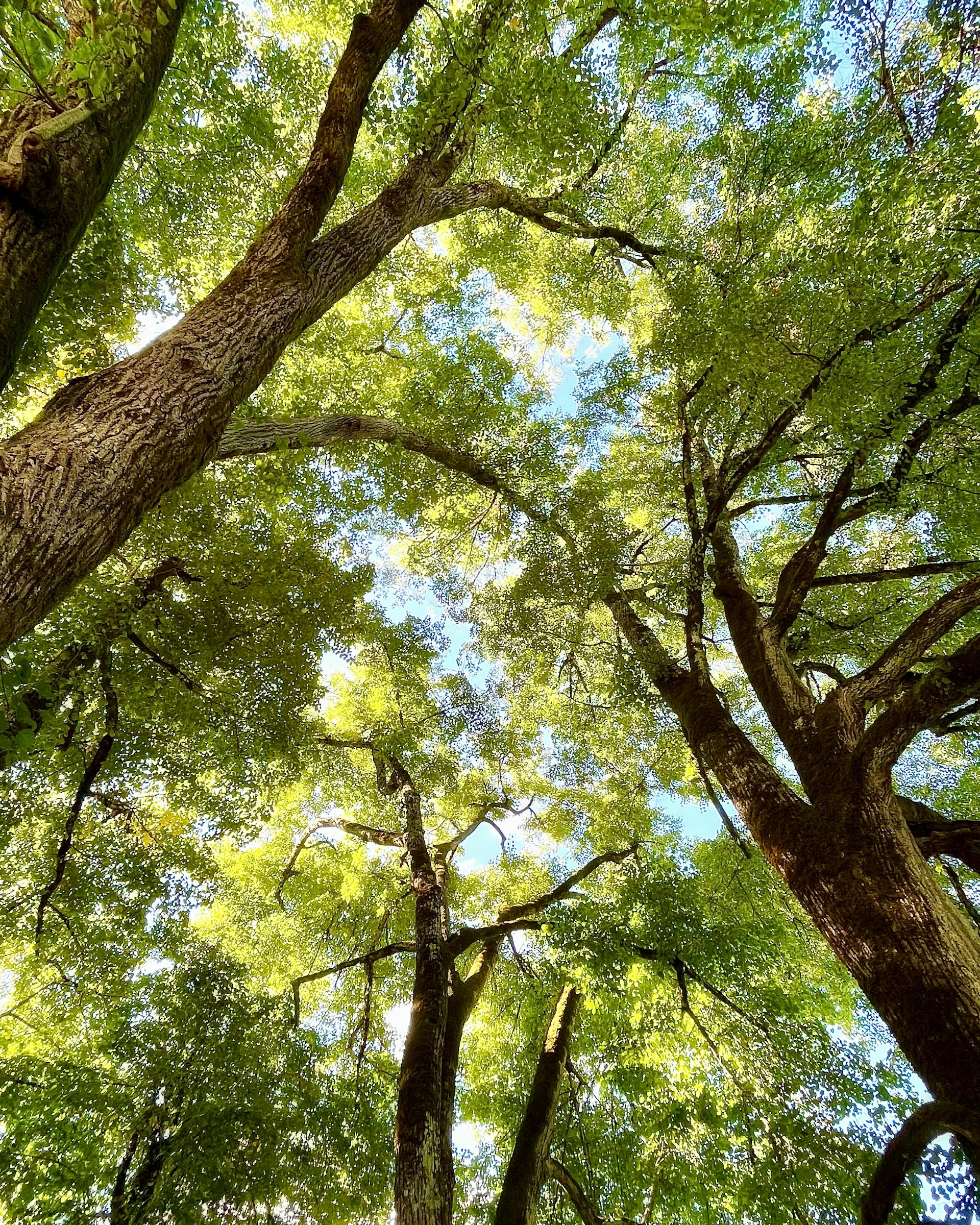 looking up into the canopy of a tree in a forest