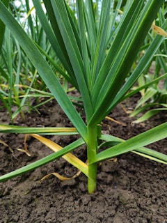 a close up of a green plant in the dirt