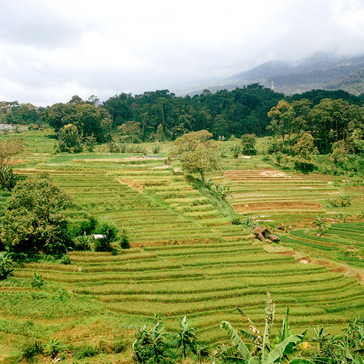 Kampung Seni Tembi