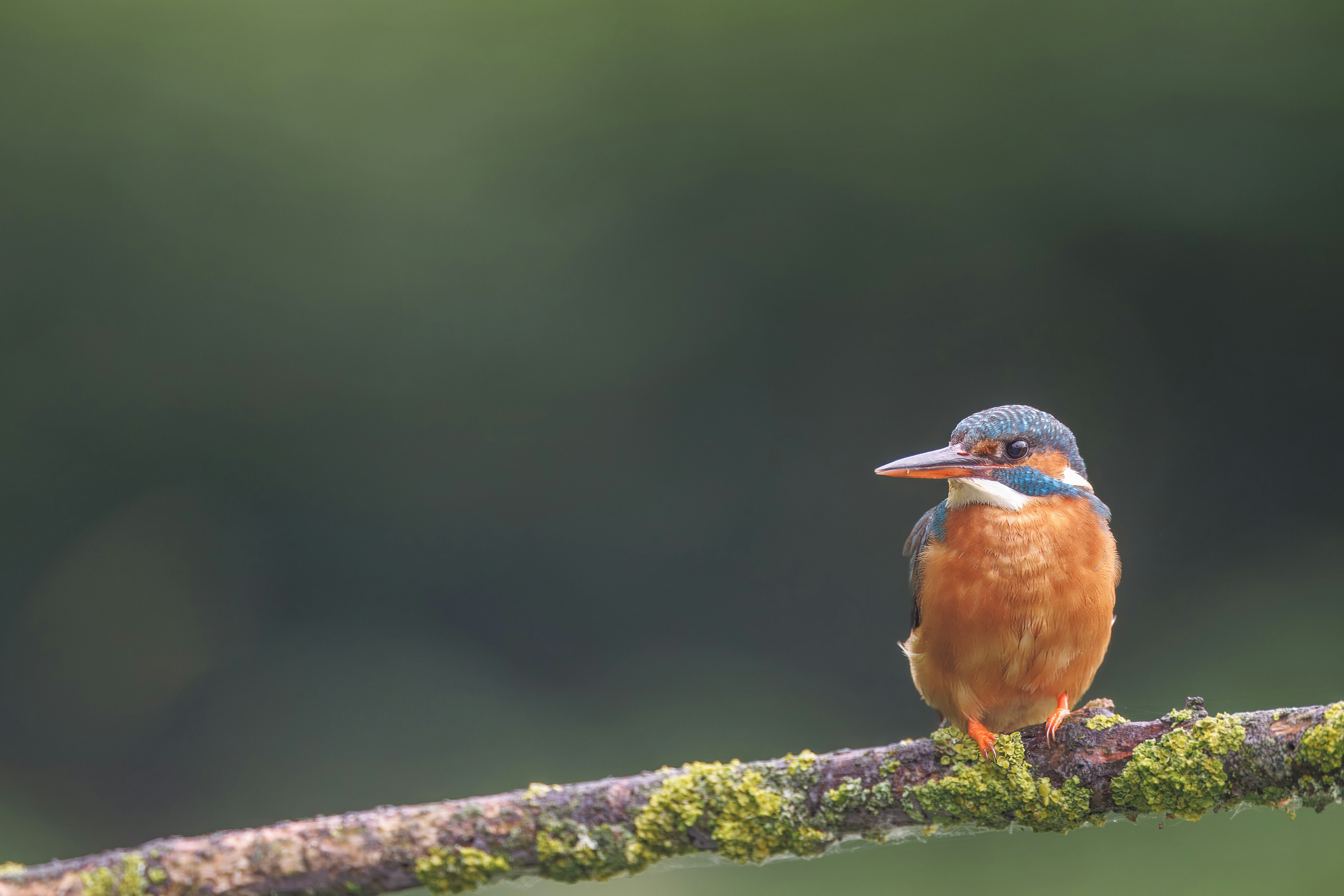 a small colorful bird sitting on a branch