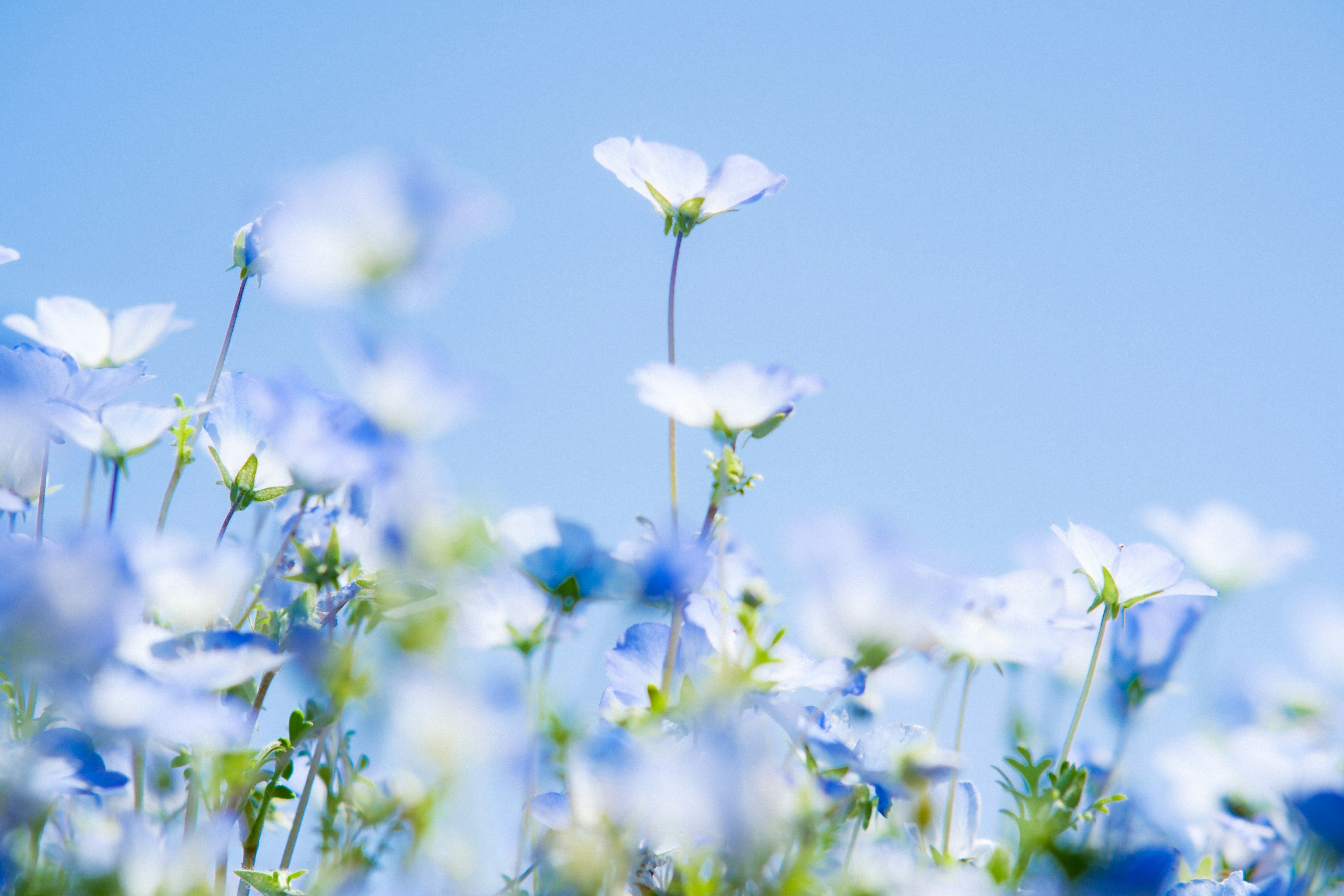 푸른 하늘 아래 파랗고 하얀 꽃밭 사진 – Unsplash의 무료 꽃 이미지, image size:3000x2000