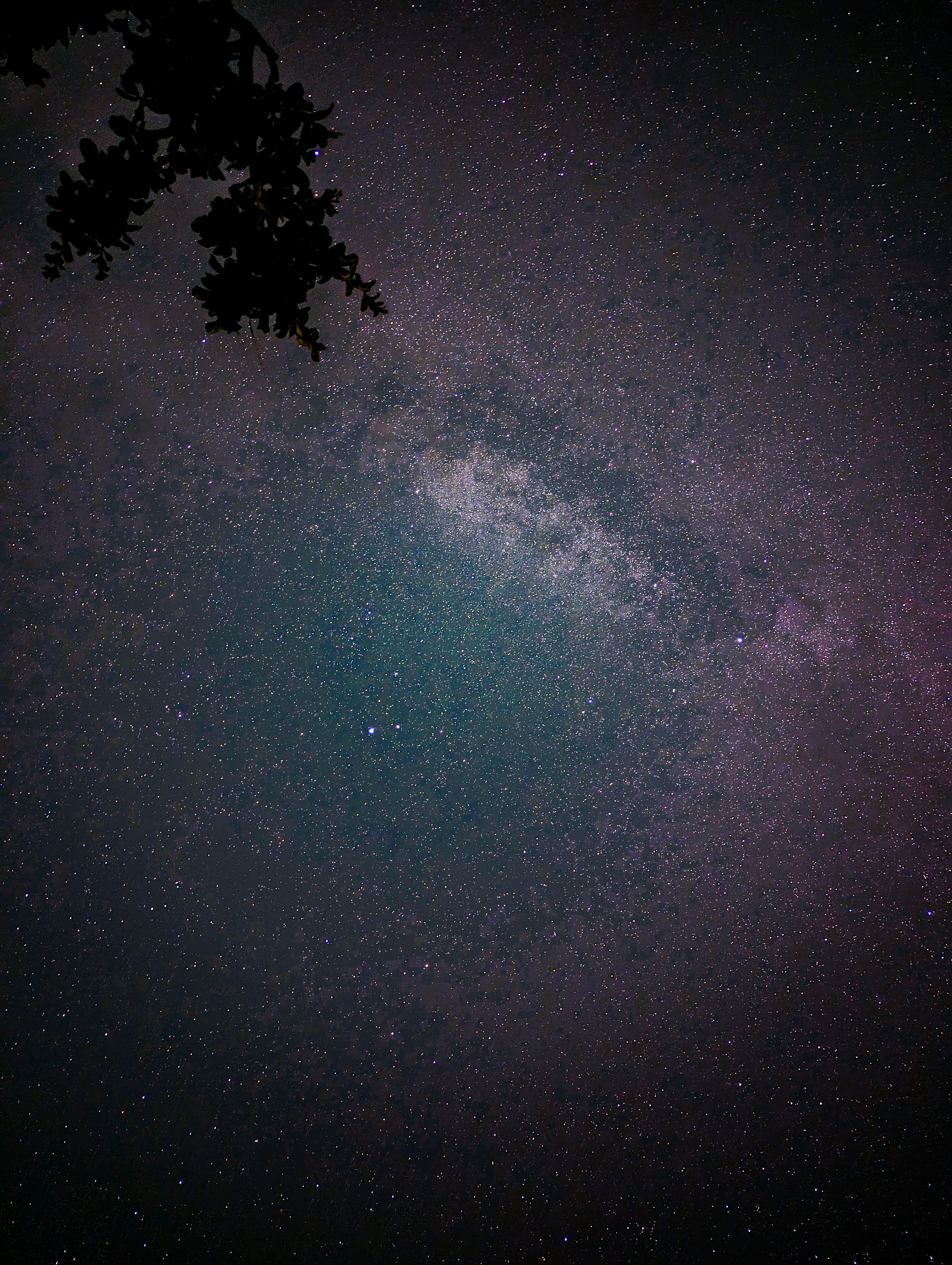 the night sky is filled with stars and a tree