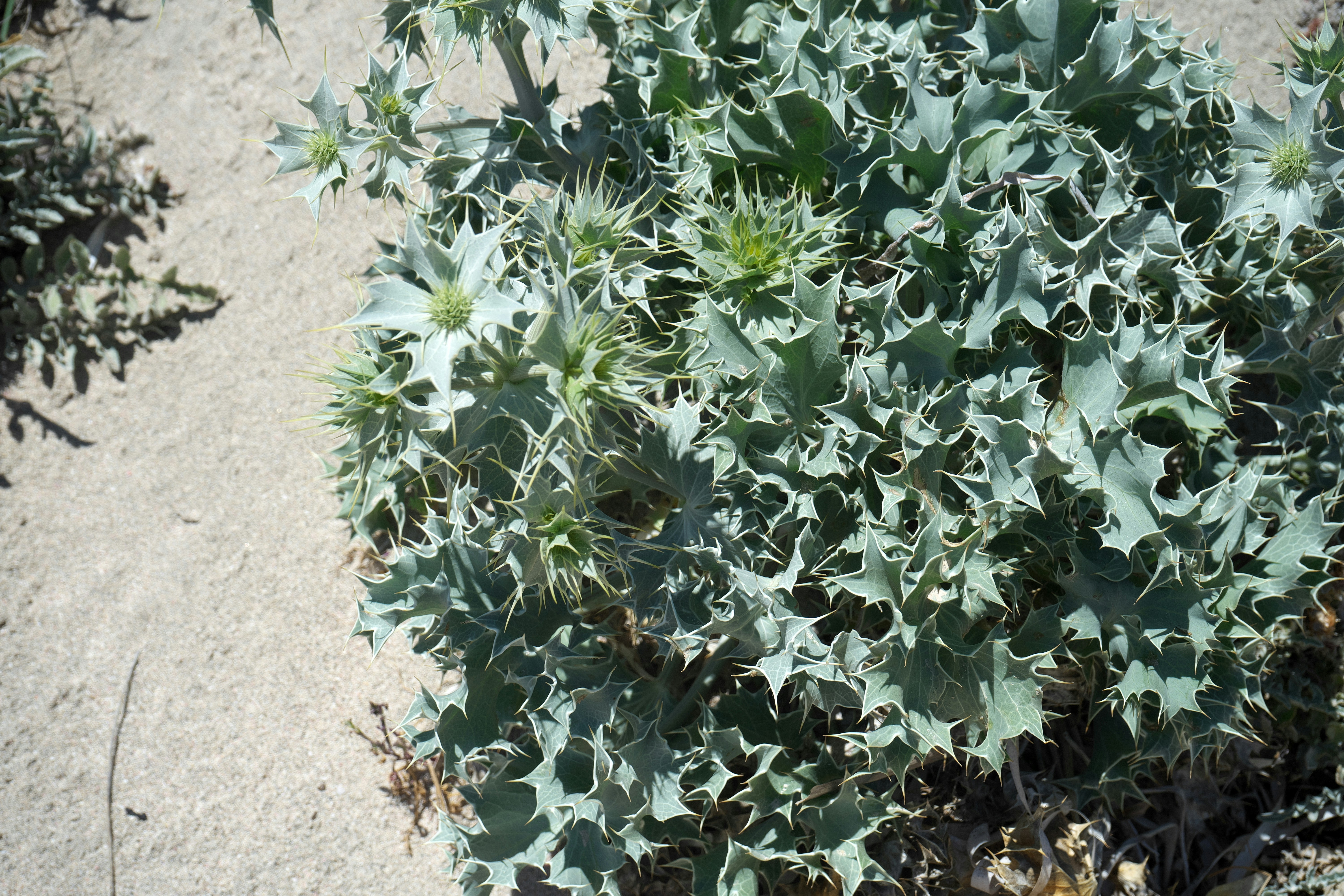 a close up of a plant with green leaves