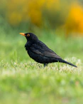 a black bird is standing in the grass