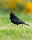 a black bird is standing in the grass