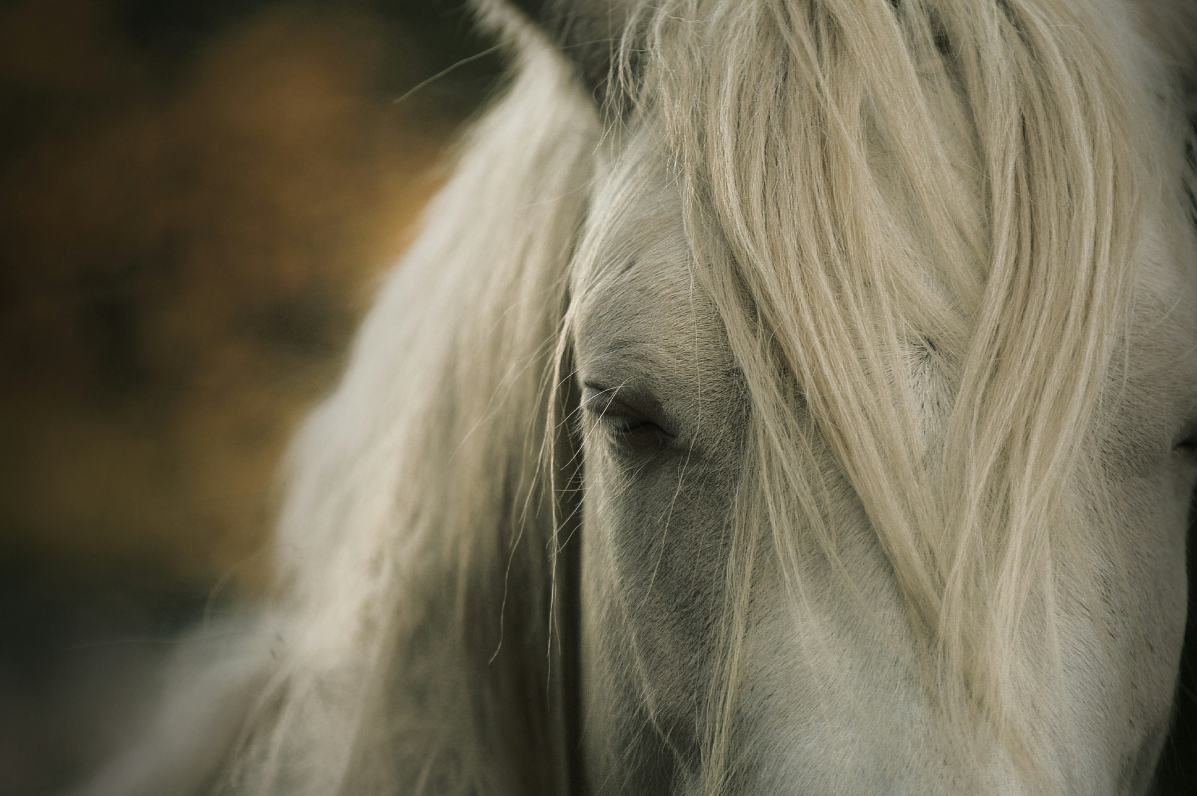 a close up of a white horse with long hair