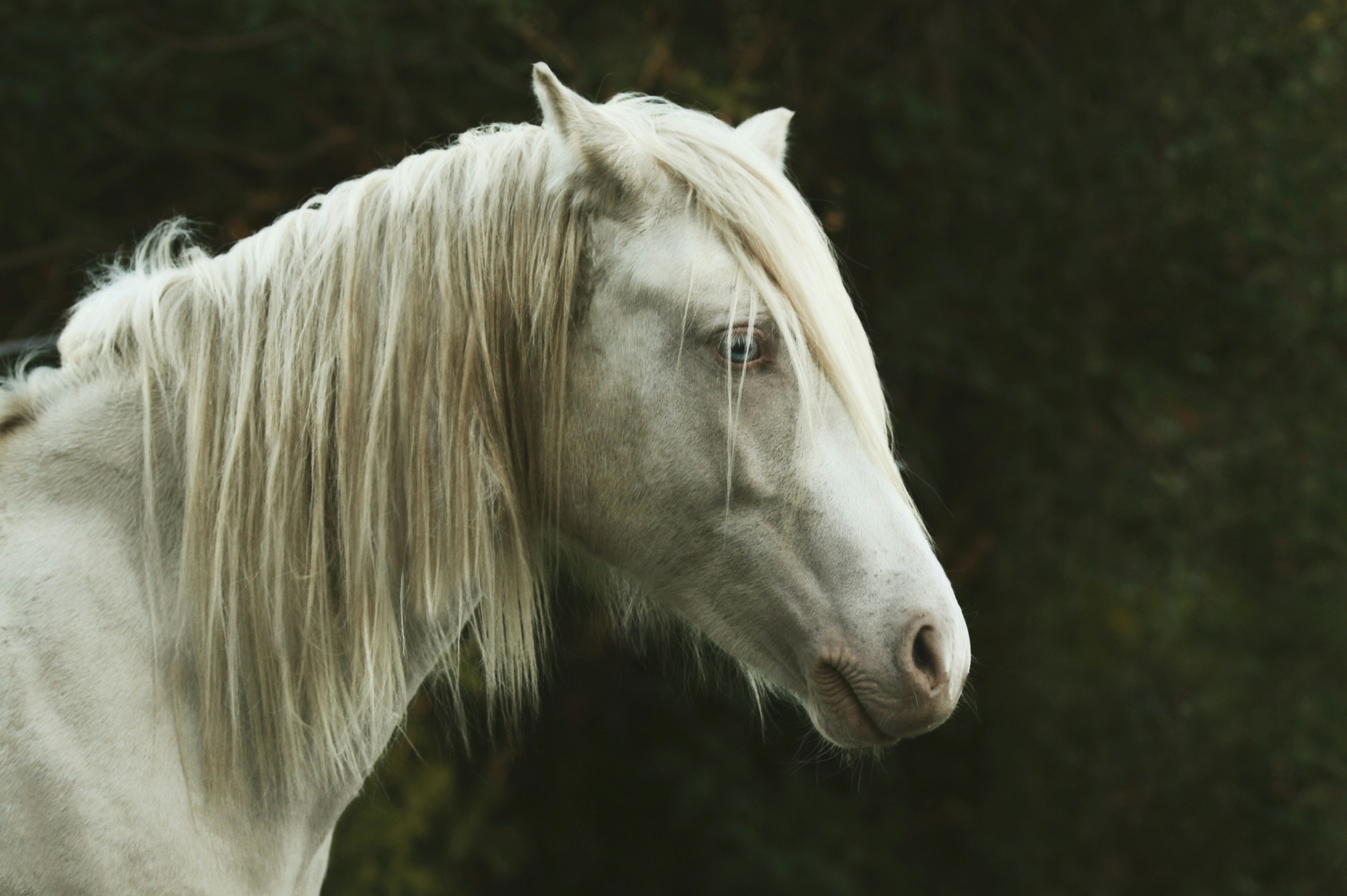 Side profile of a white horse.