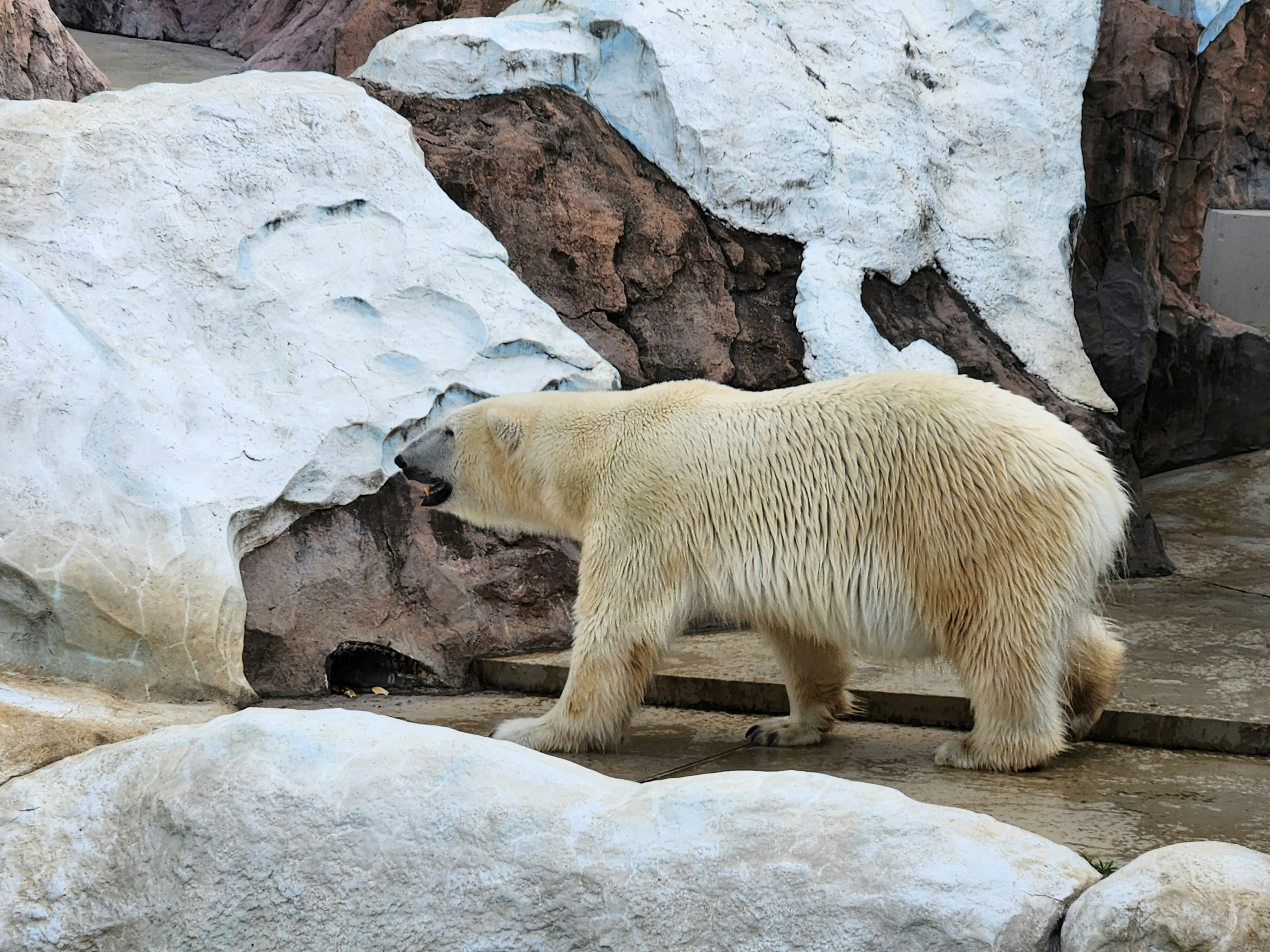a polar bear walking around in an enclosure