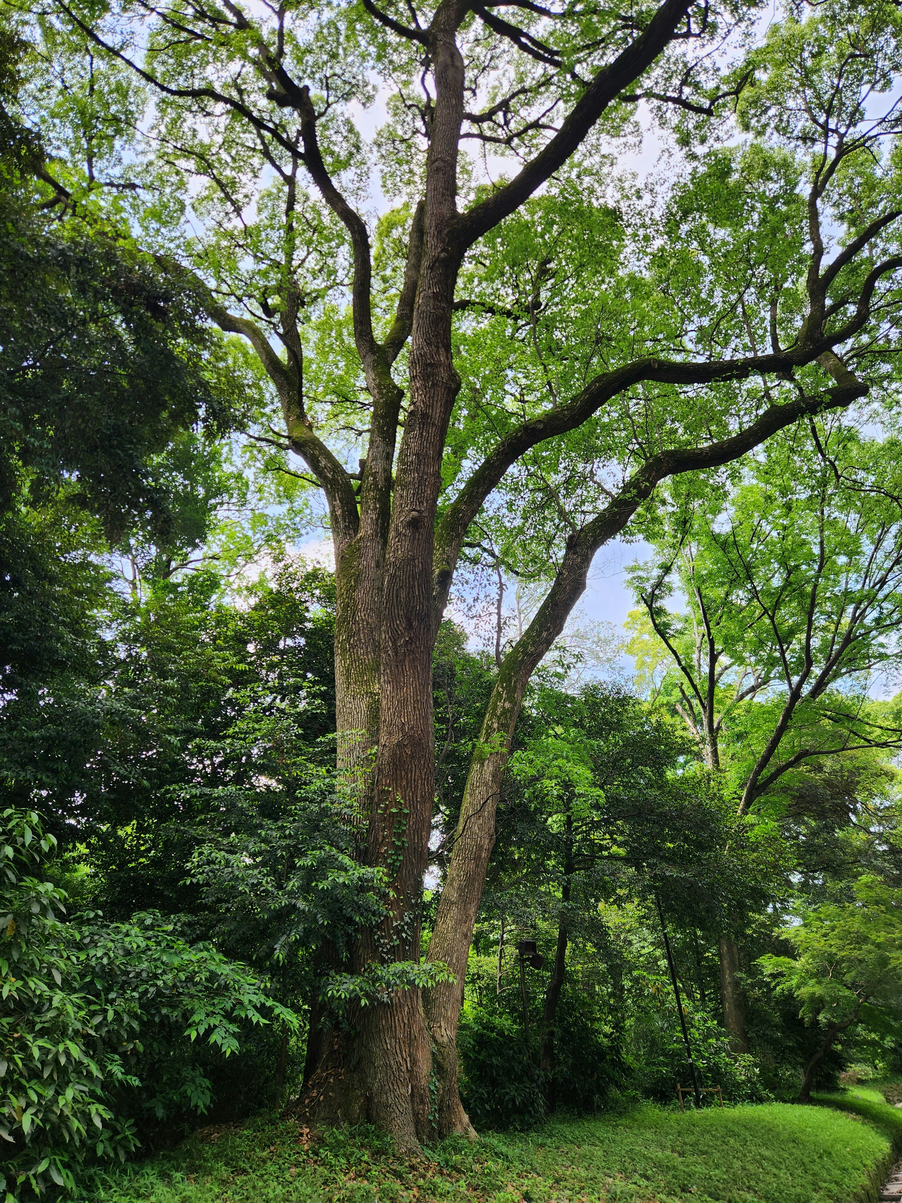 a large tree sitting in the middle of a lush green forest