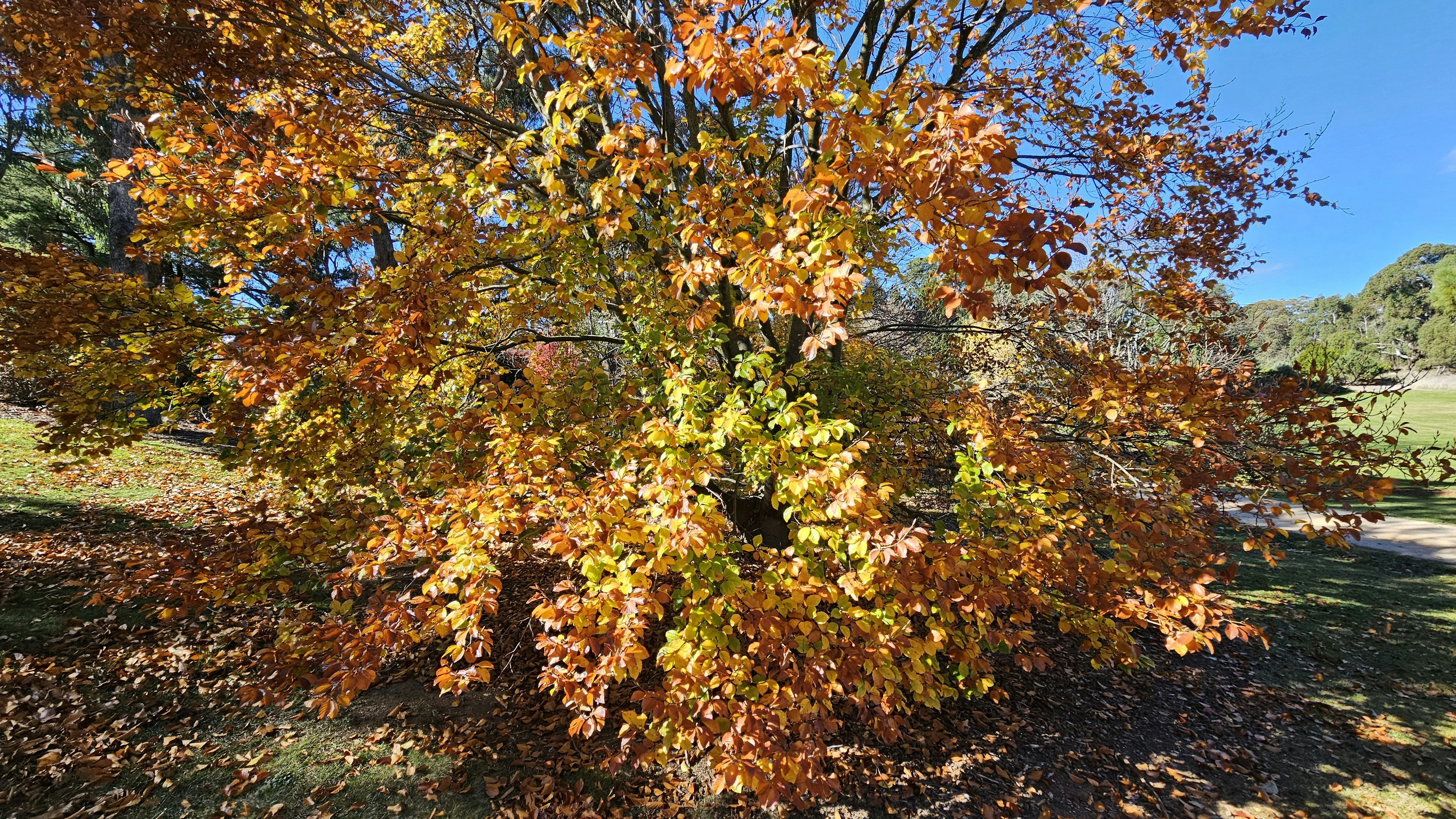 a large tree with lots of leaves on it
