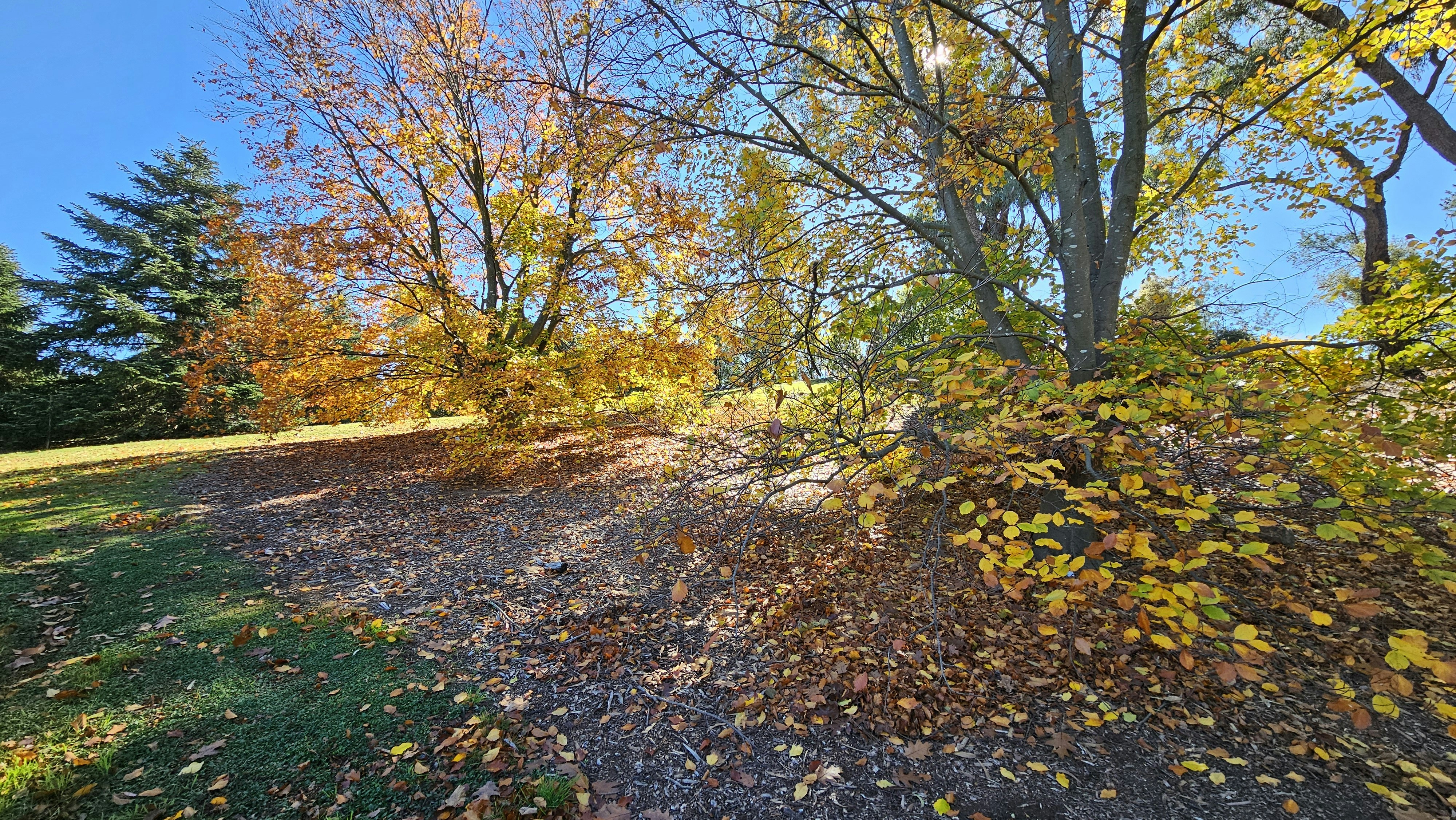 a dirt road surrounded by trees and leaves