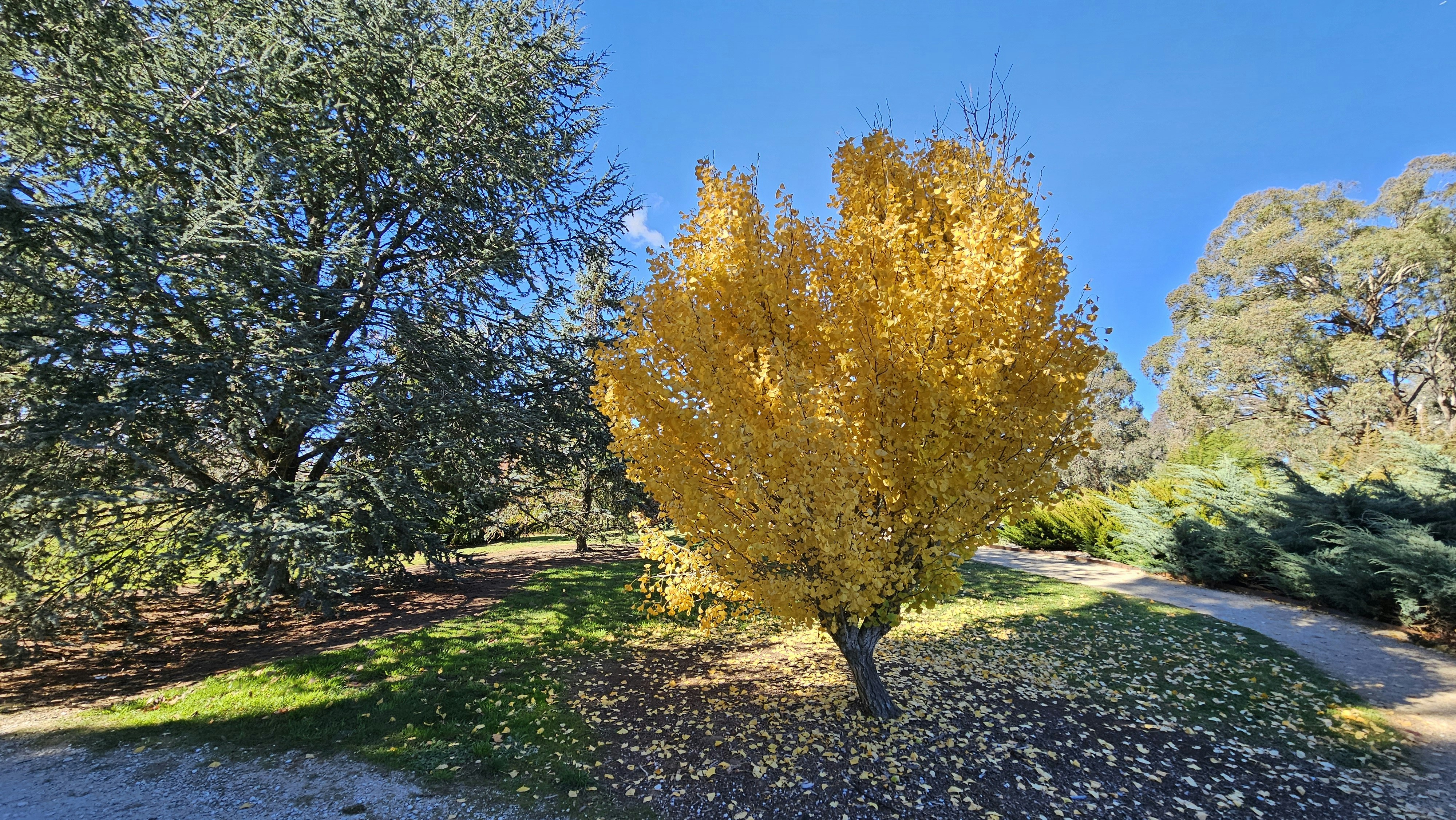 a yellow tree in the middle of a park