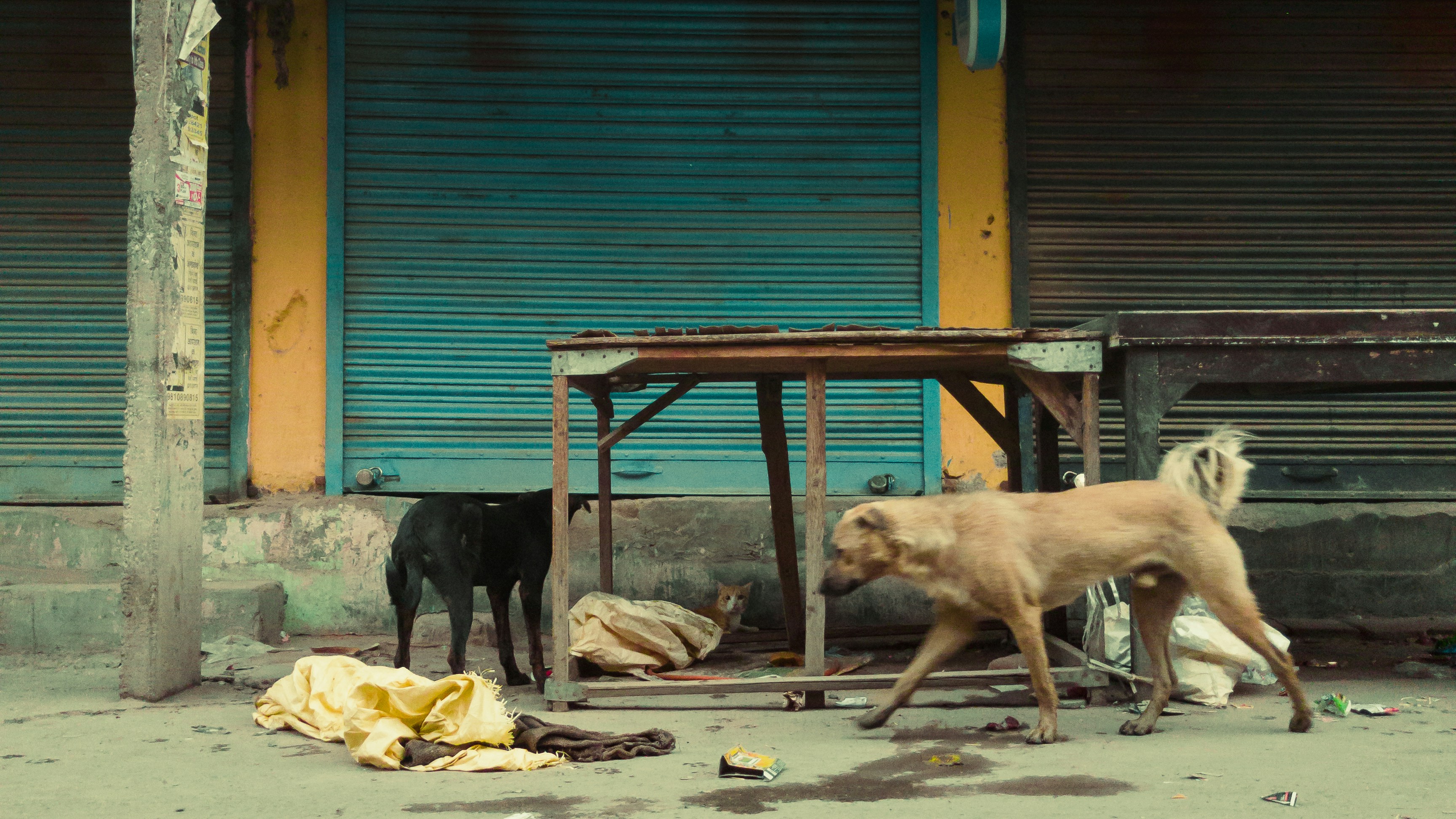 a couple of dogs standing on top of a street