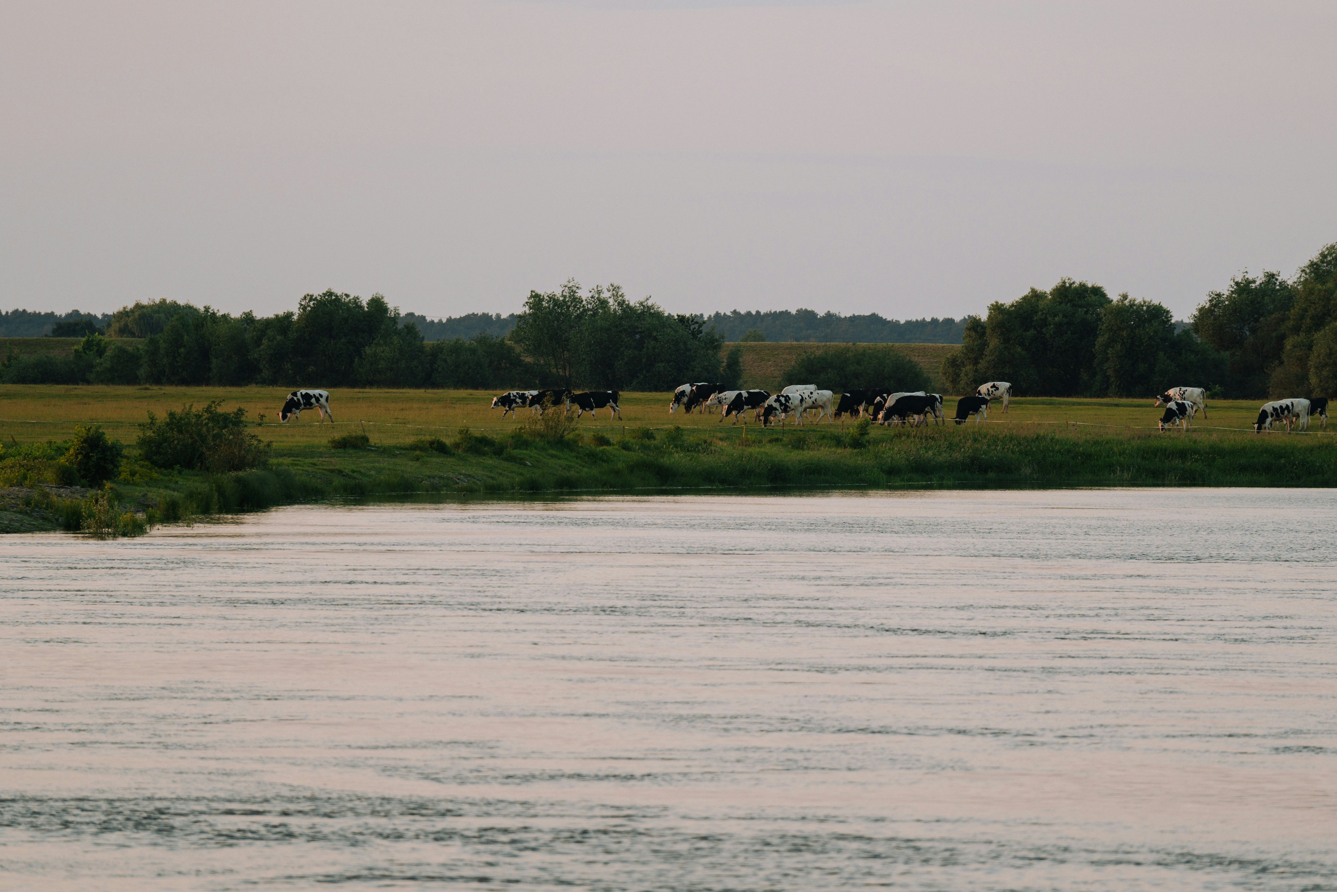 a herd of cattle grazing on a lush green field next to a river