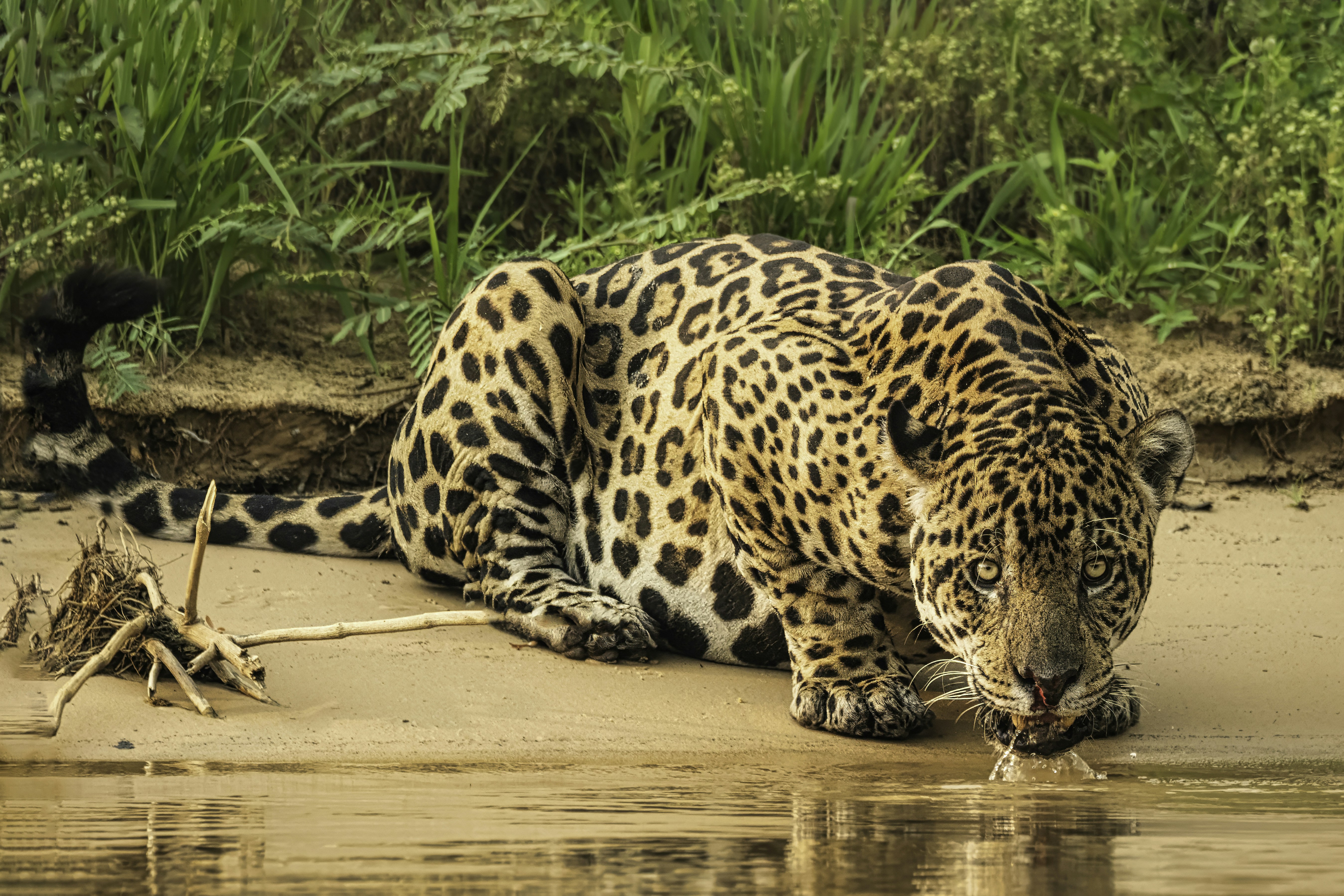 Pantanal Jaguar: Queen of the Wetlands (image credits: unsplash)