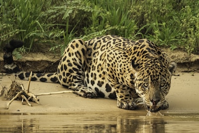 a large leopard laying on top of a sandy beach