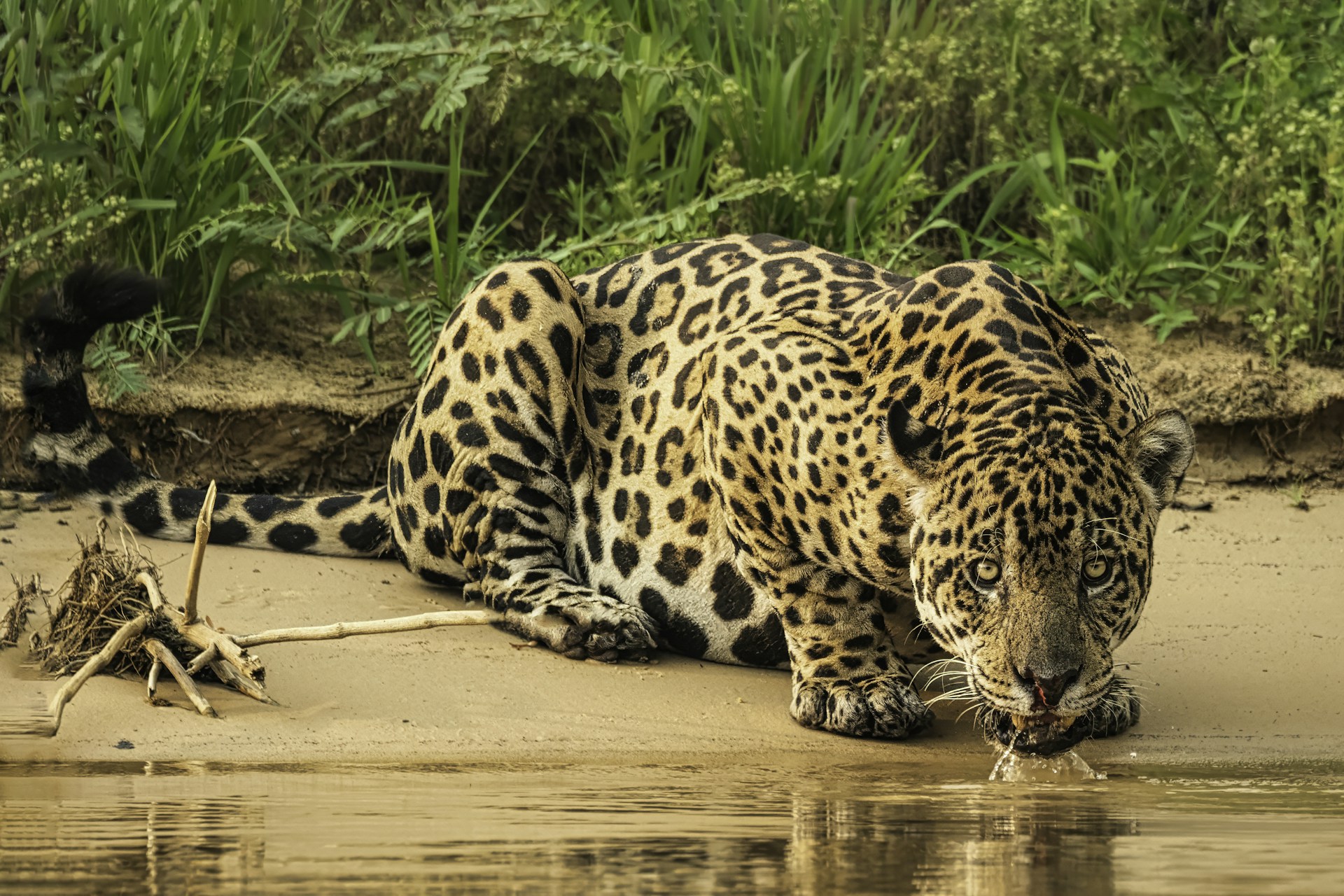 a large leopard laying on top of a sandy beach