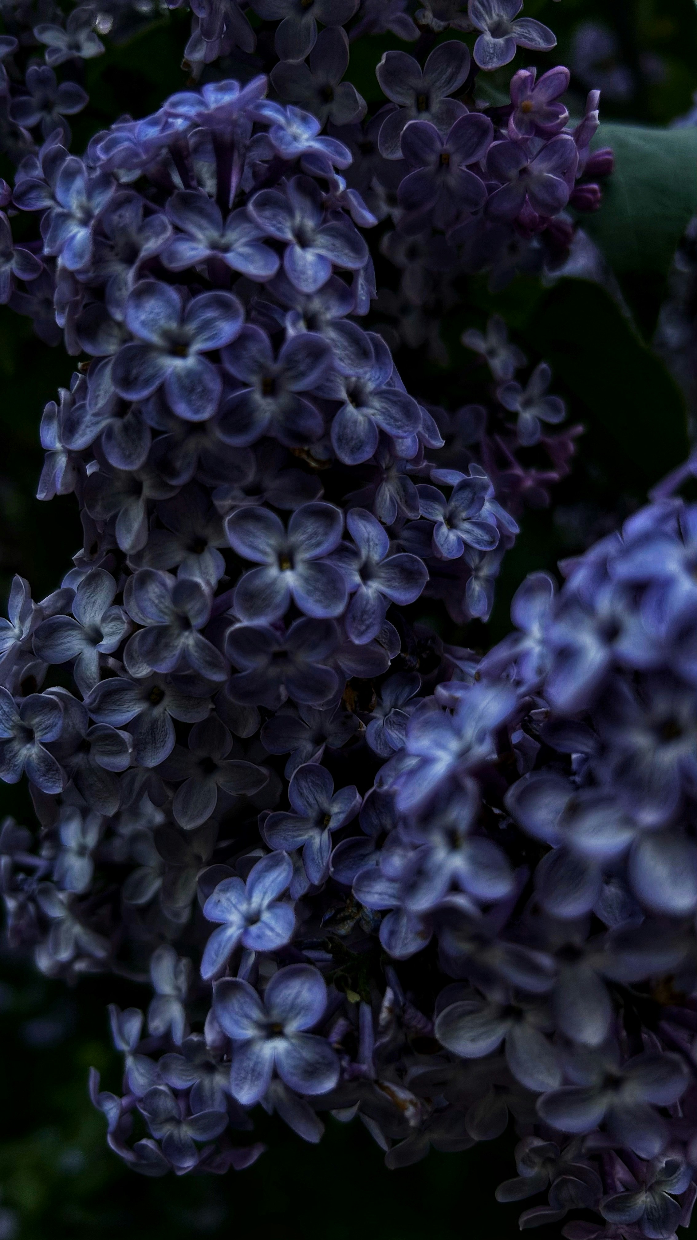 Photo by luybi