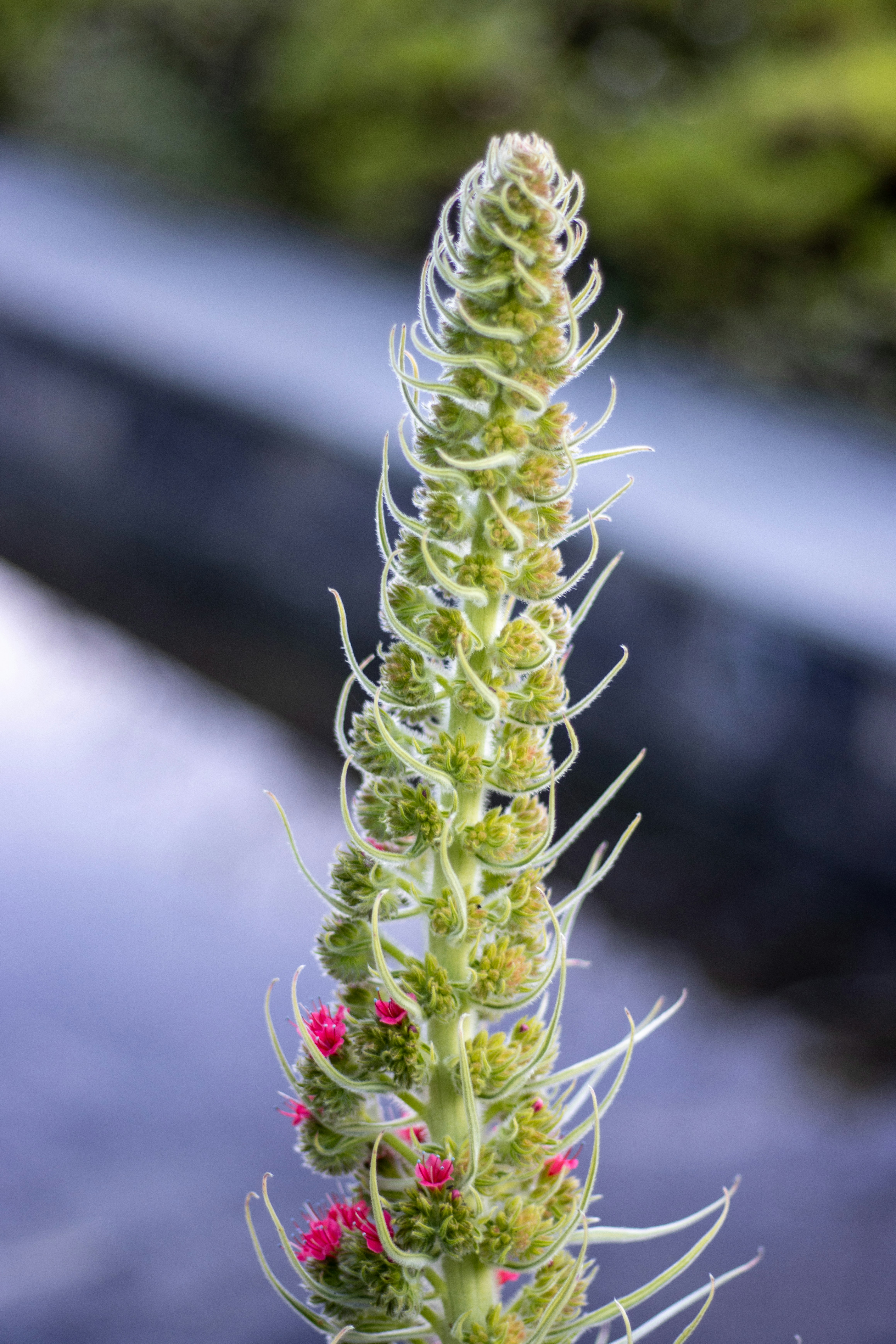 a close up of a flower with a blurry background