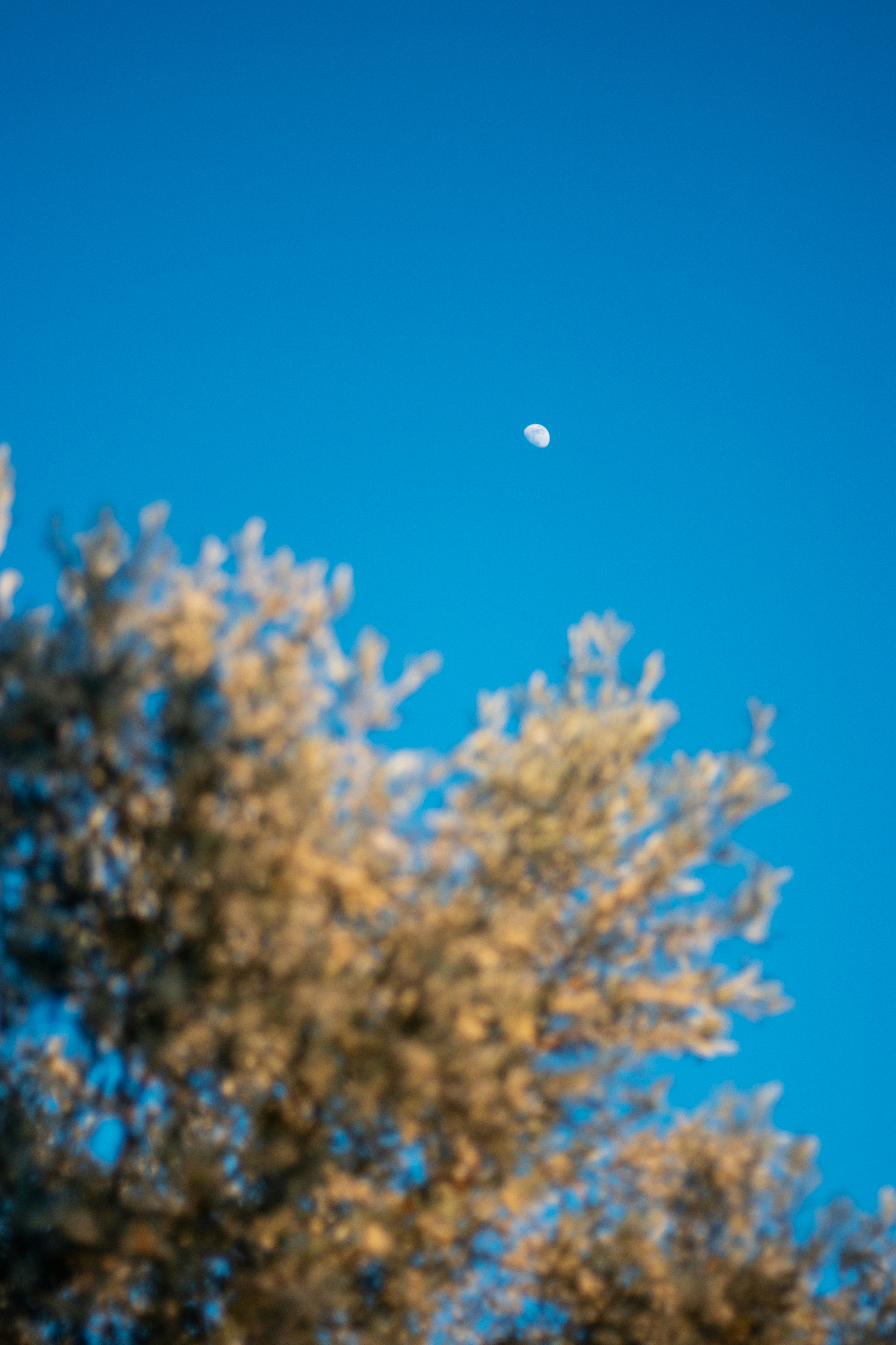 a clear blue sky with a half moon in the distance
