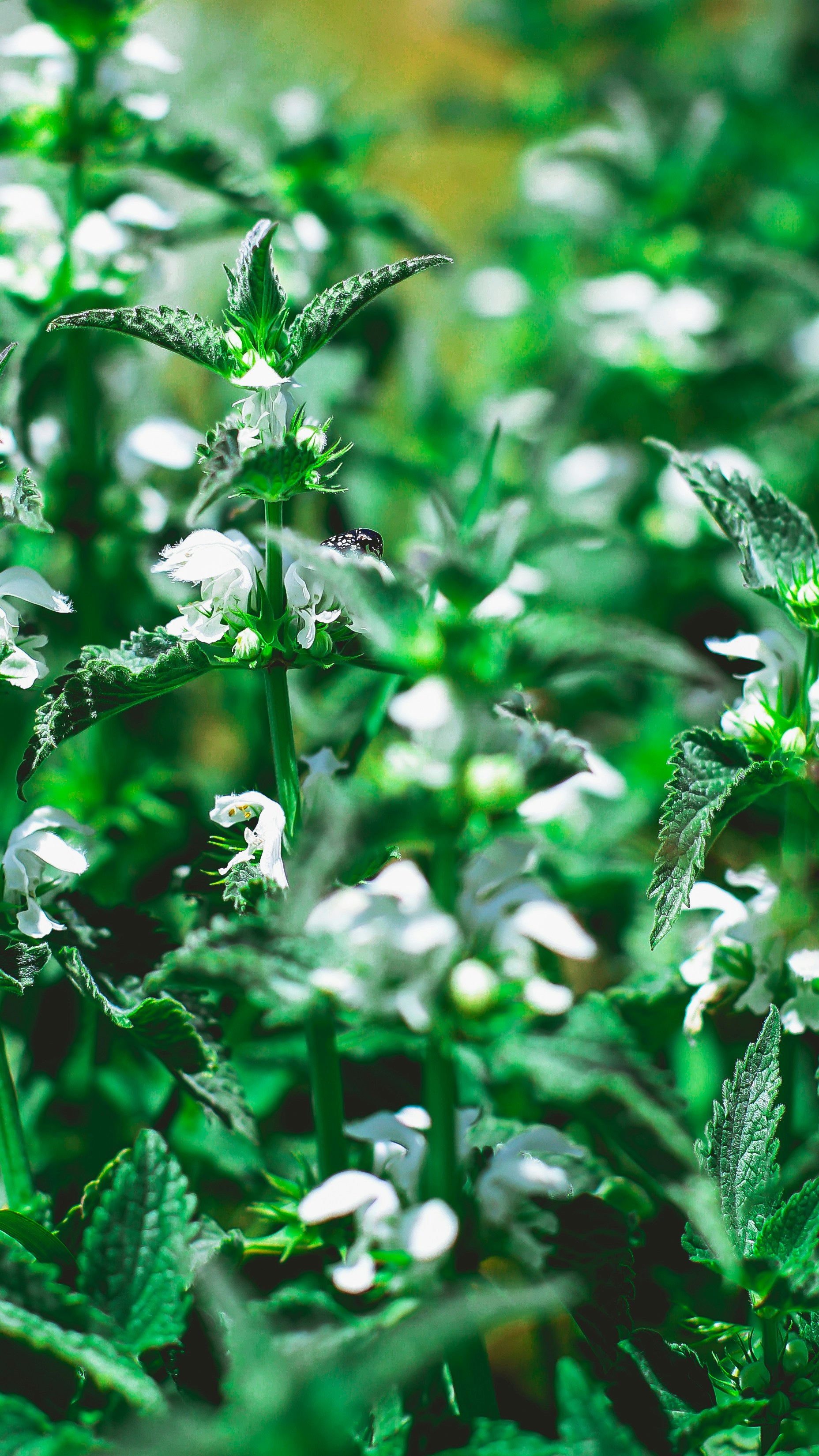 Photo by hossein_hosseini