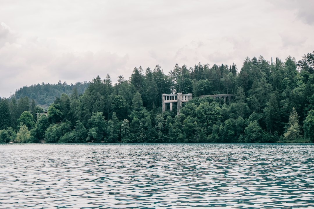 a body of water surrounded by trees and a forest,