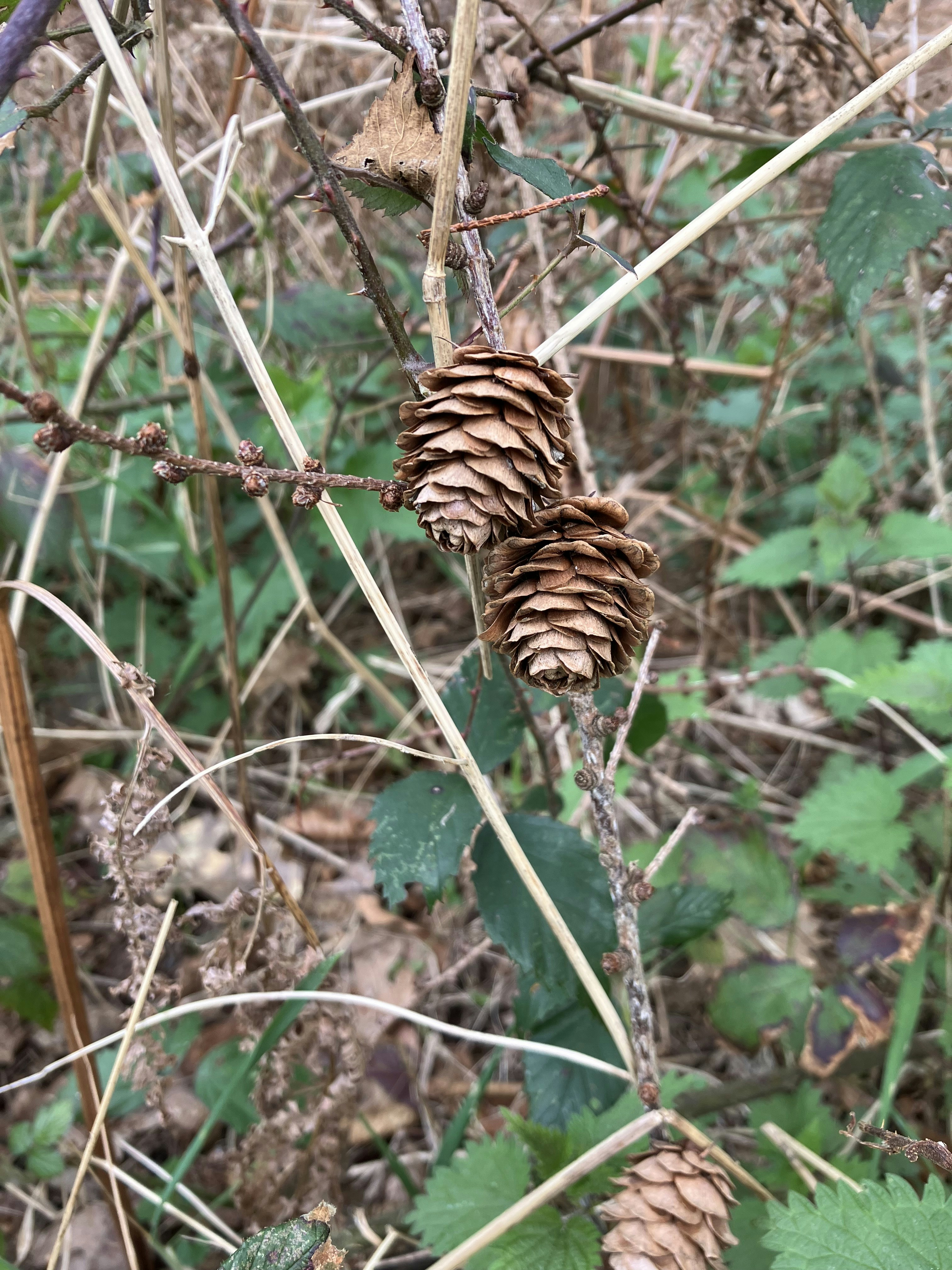 a couple of pine cones hanging from a tree