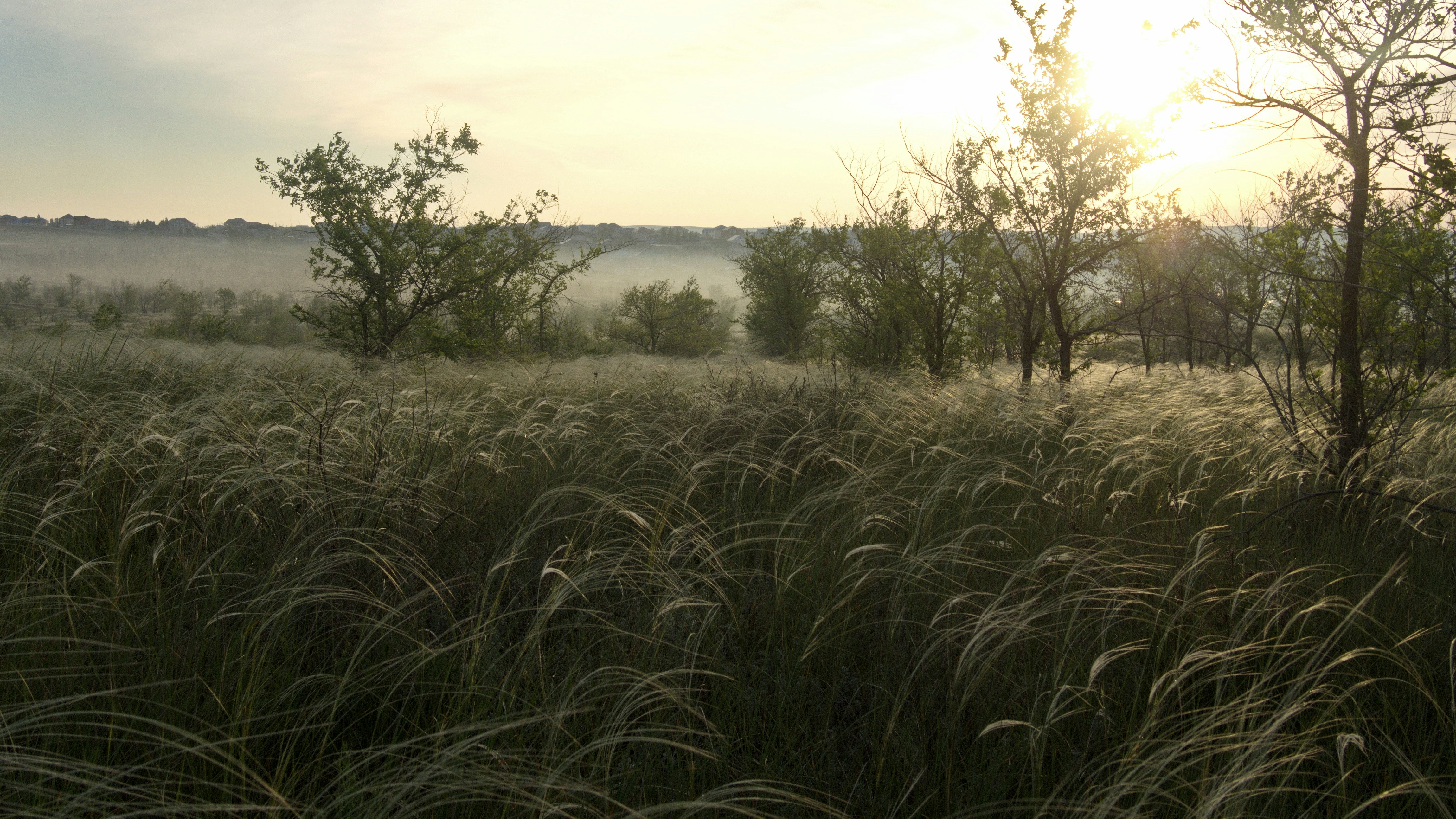 a field of tall grass with trees in the background