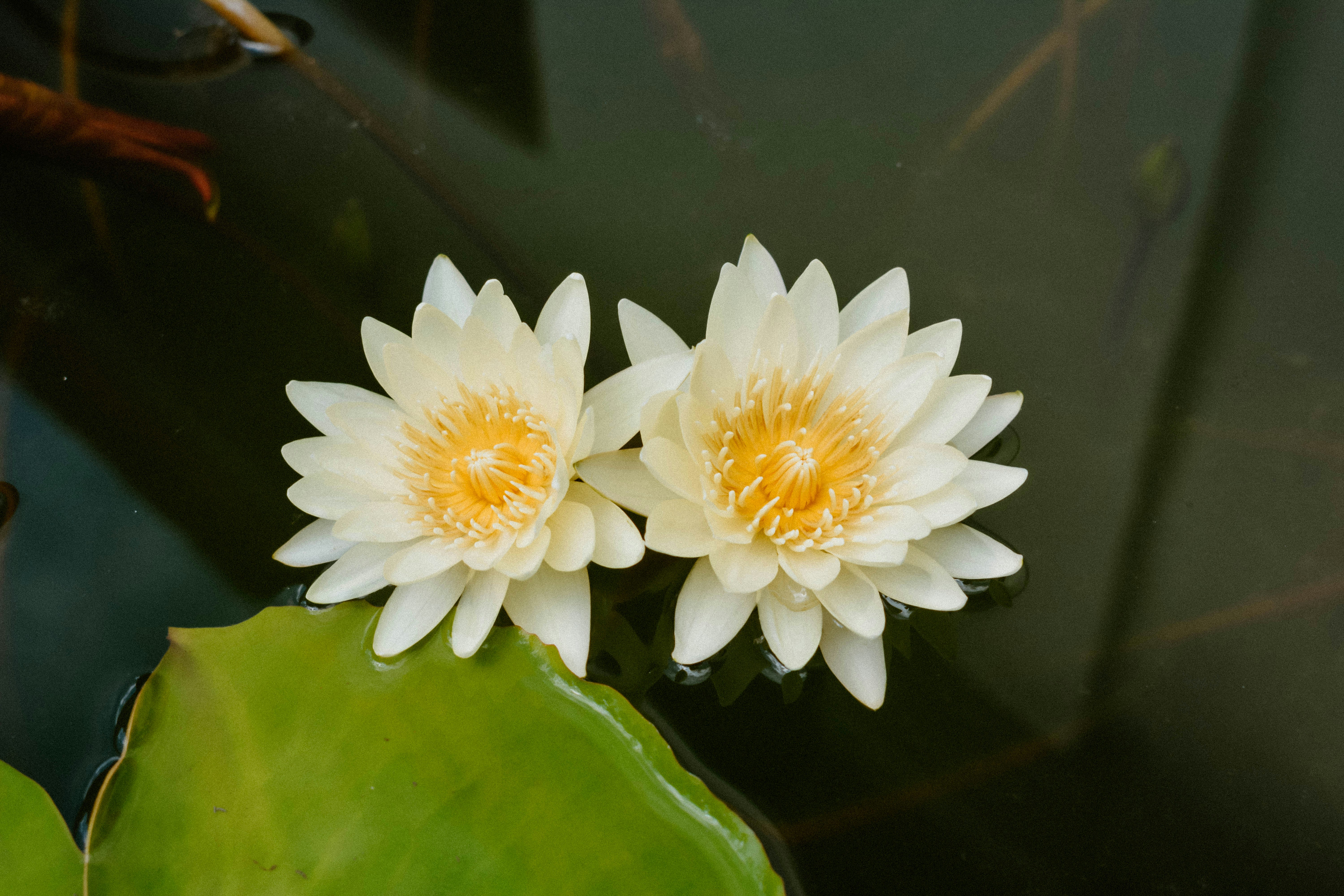 two white water lilies floating on top of a pond